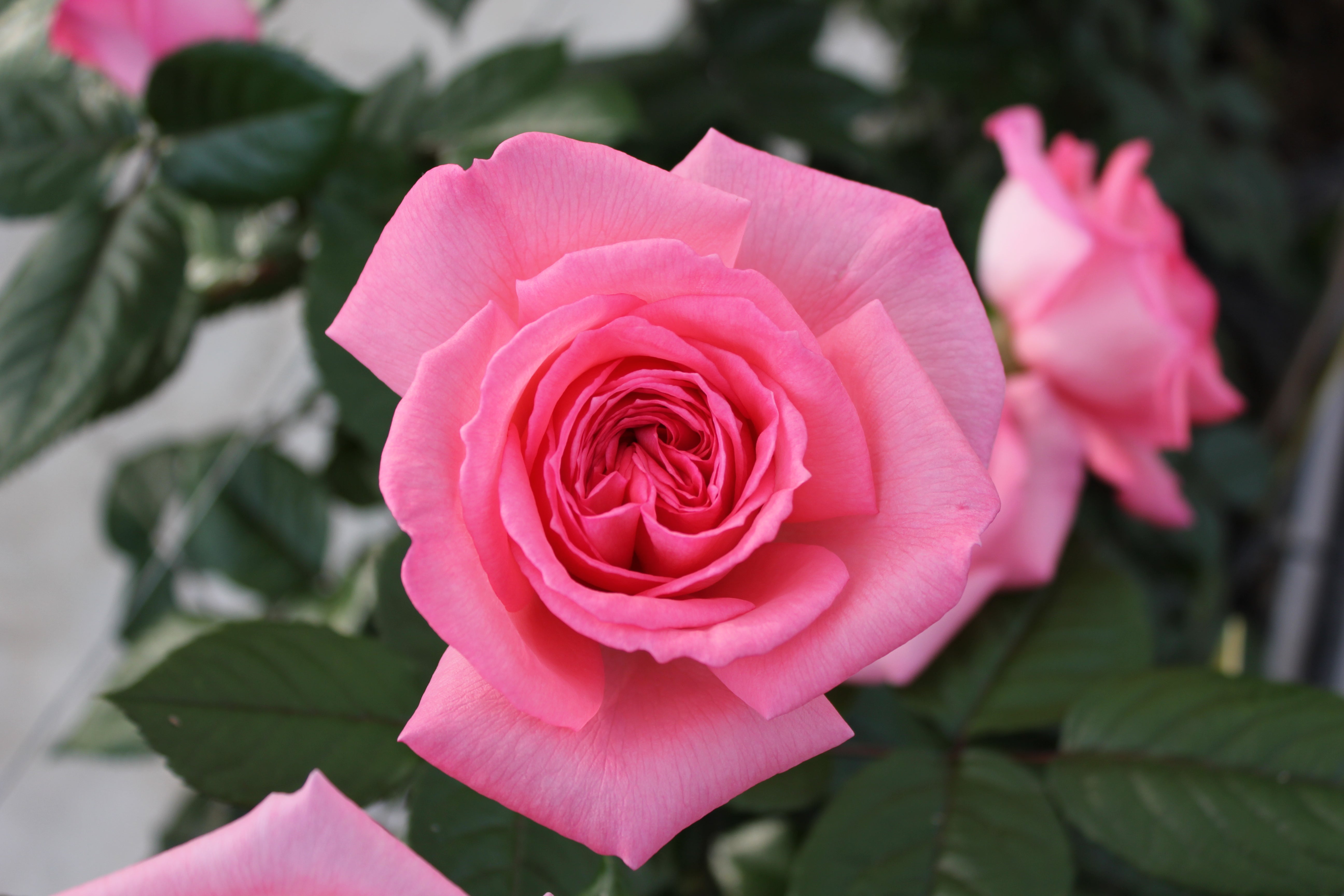 Hybrid Tea Rose - Fragonard®-10