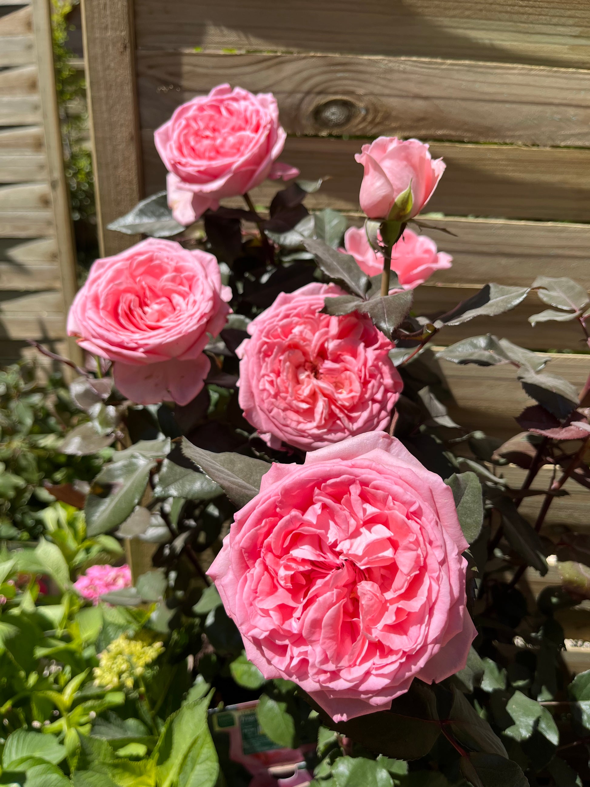 Hybrid Tea Rose - Fragonard®-5
