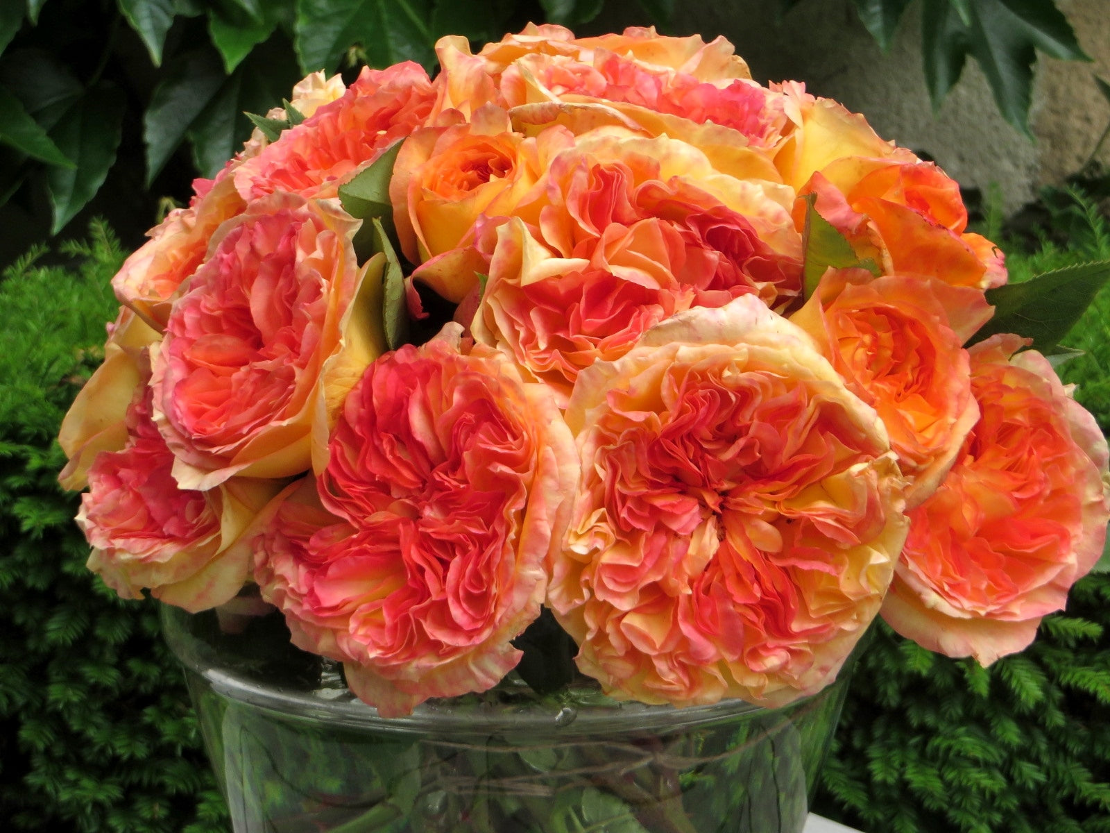 Hybrid Tea Rose - Henri Delbard®-2