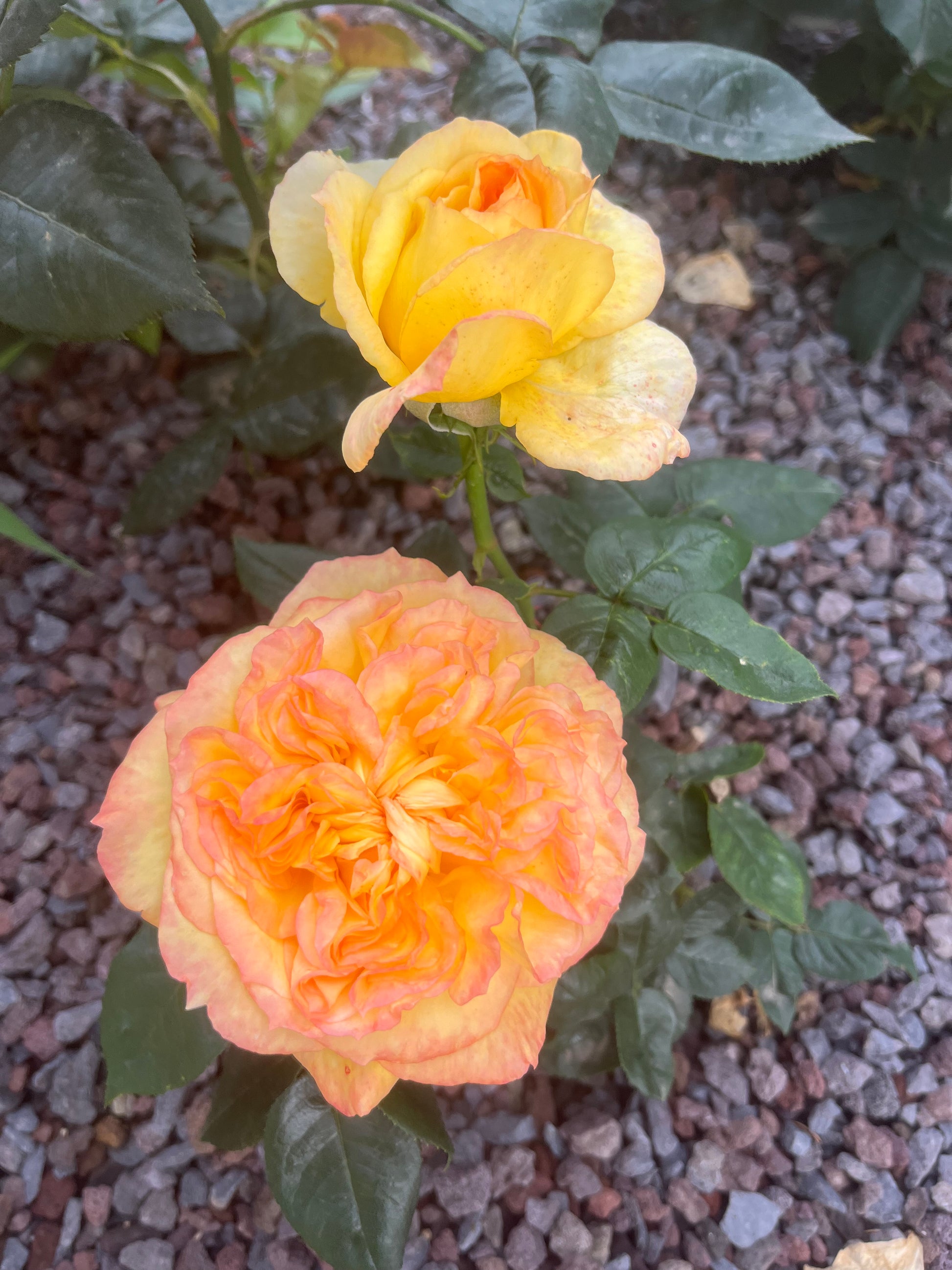 Hybrid Tea Rose - Henri Delbard®-6