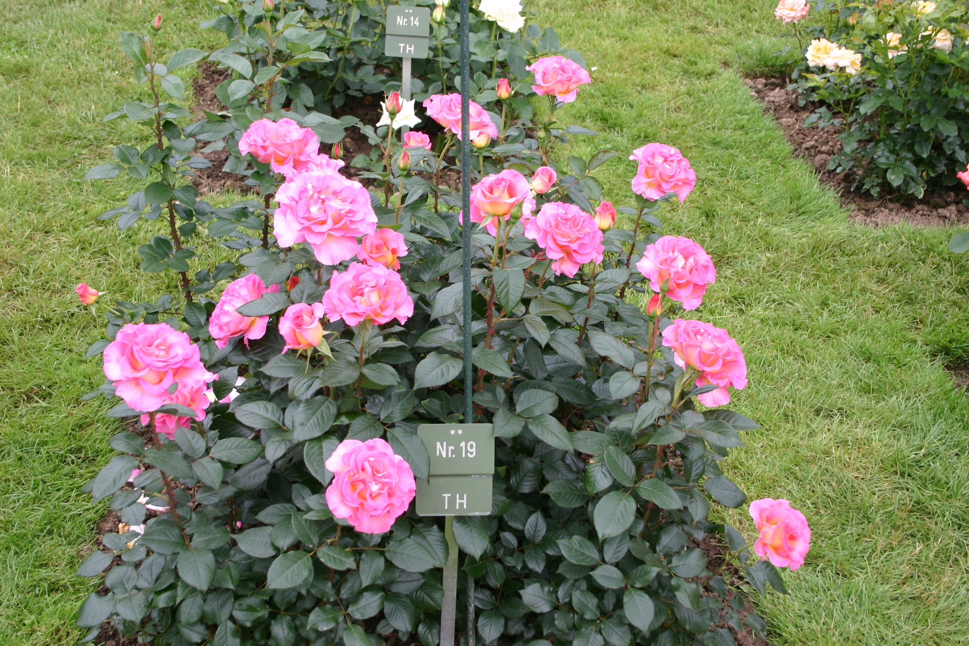 Hybrid Tea Rose - Pink Paradise®-6