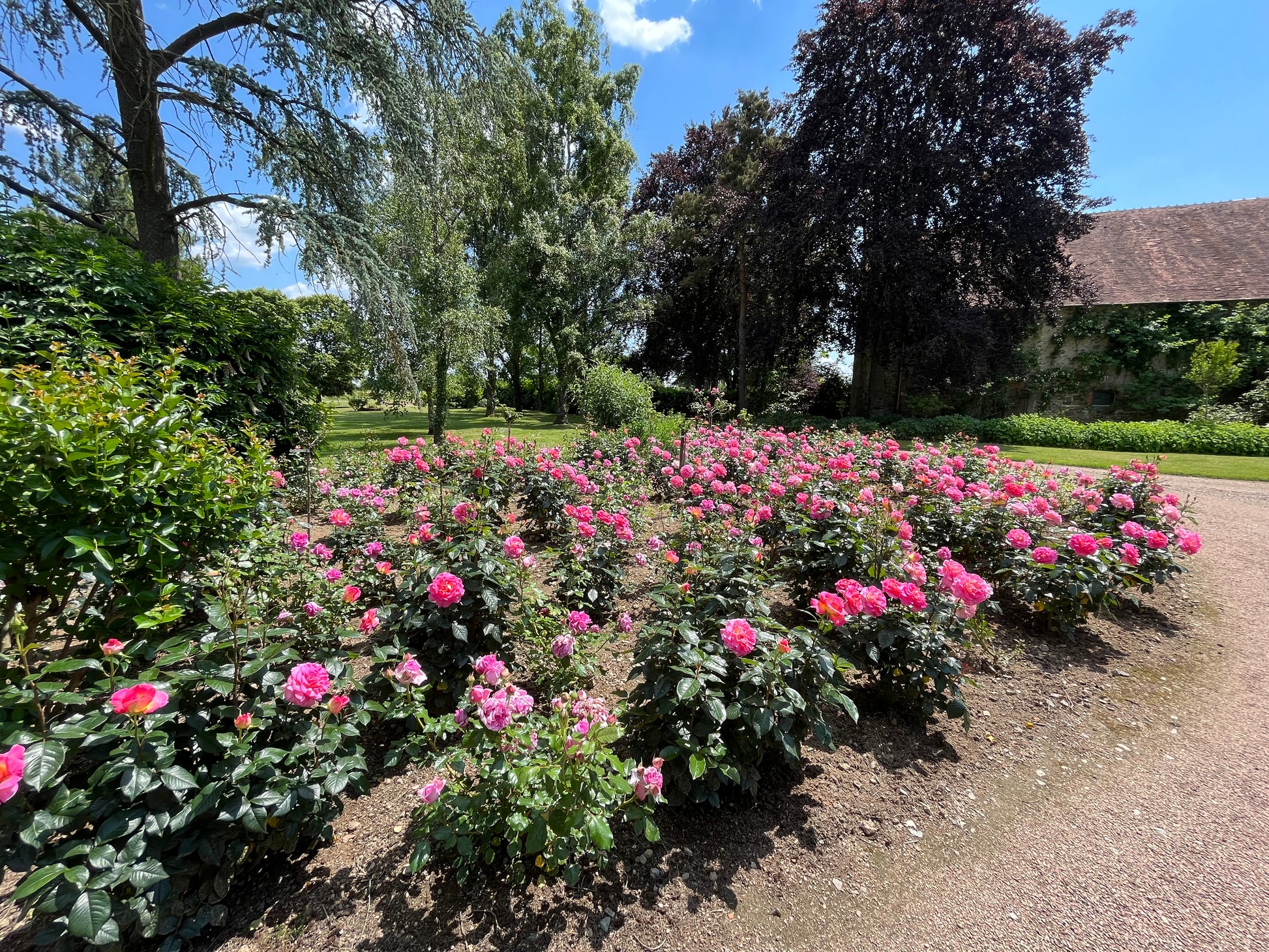 Hybrid Tea Rose - Pink Paradise®-9