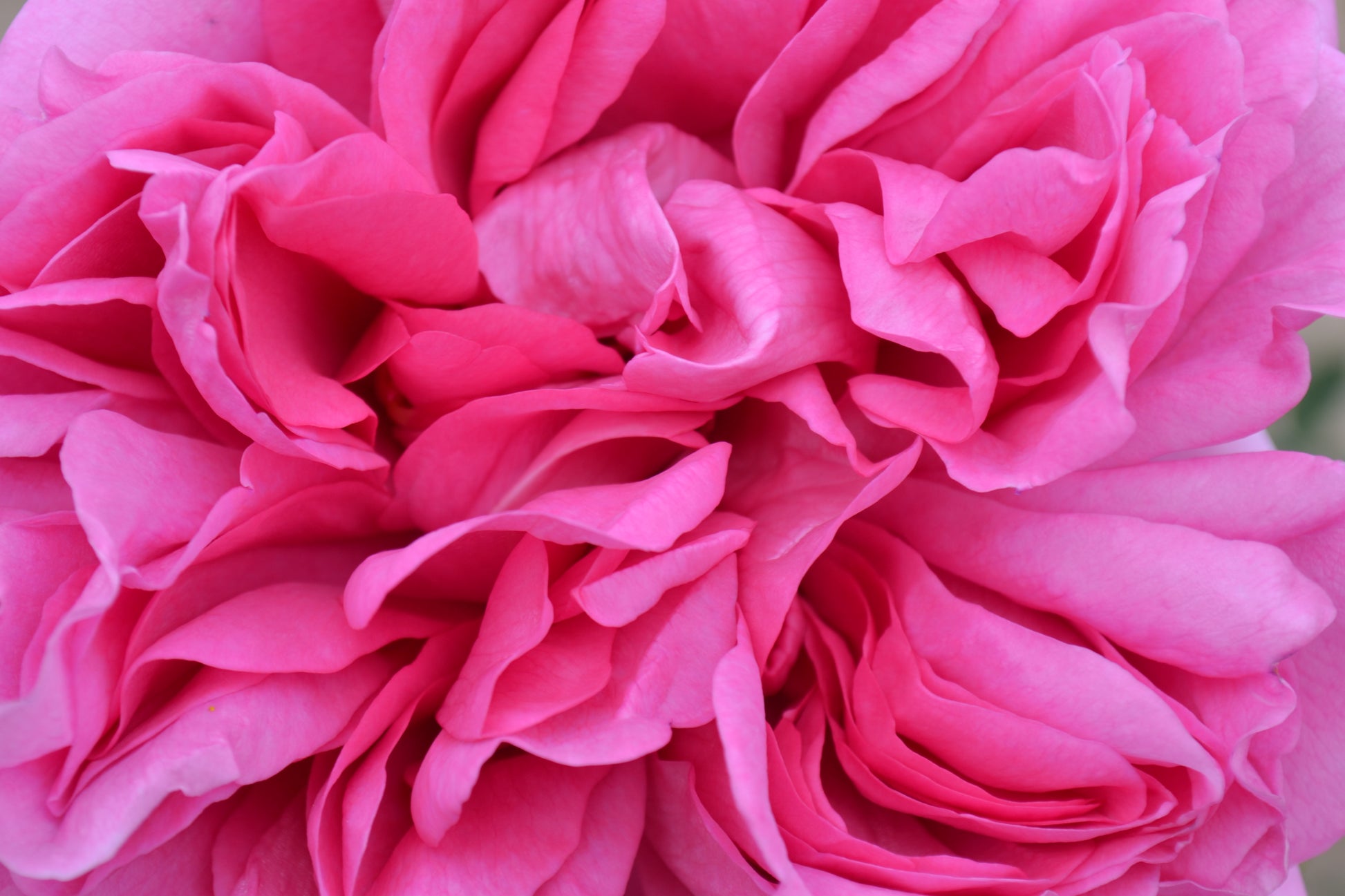 Hybrid Tea Rose - Pompadour®-3