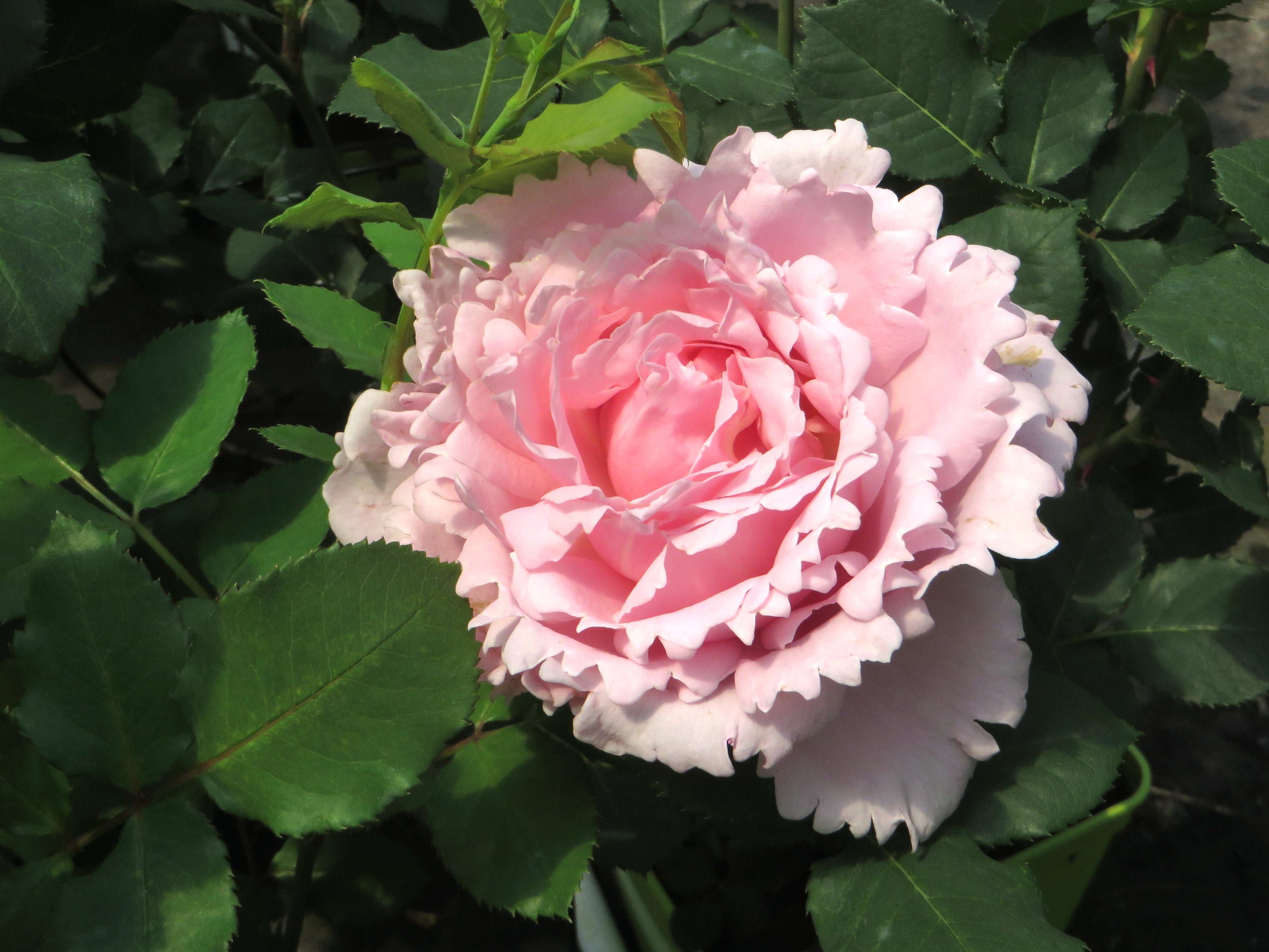 Hybrid Tea Rose - Sophie Rochas®-2