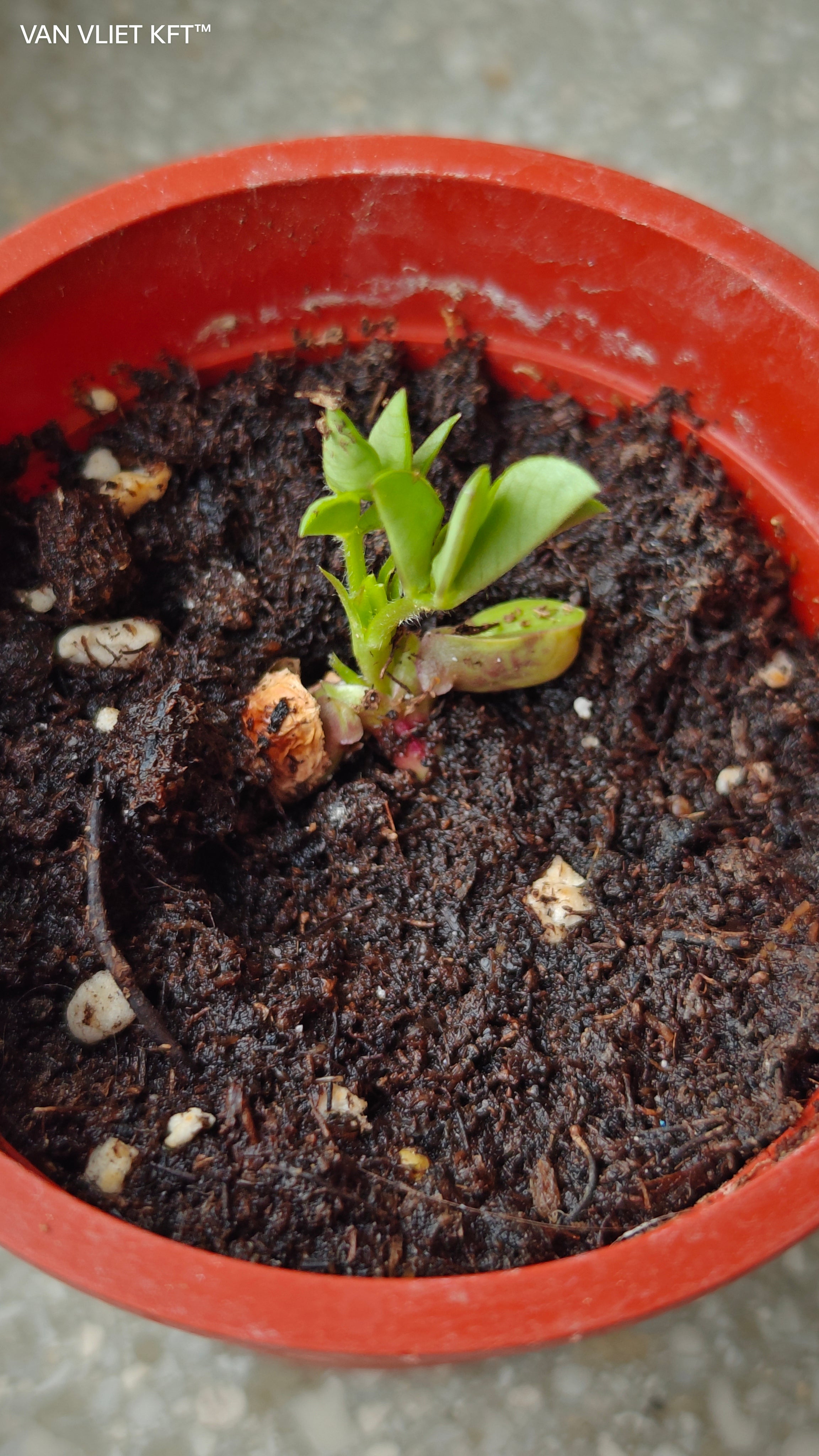 Groeipotten Pinda's
