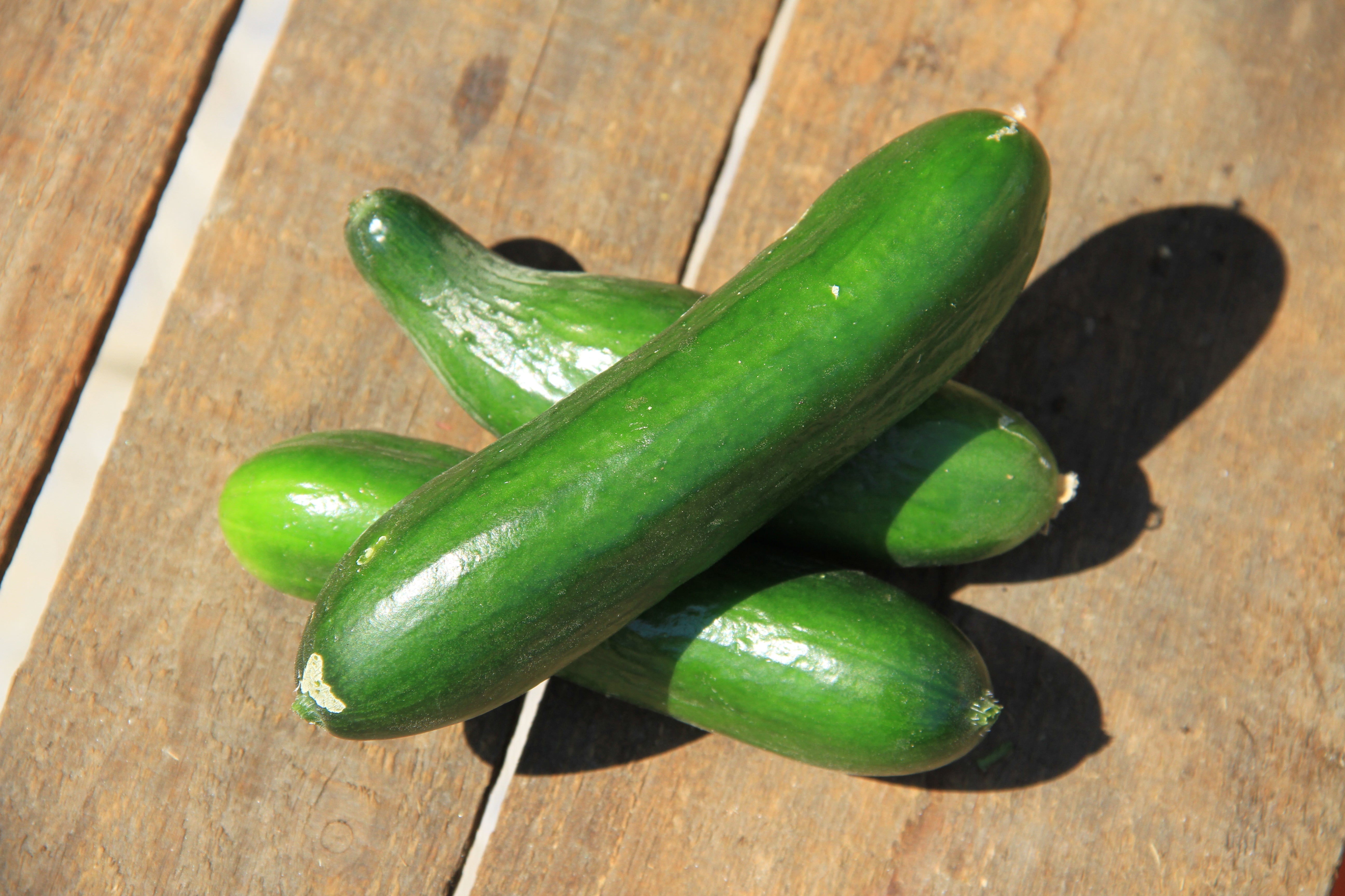 Snackgurke - Kalimero F1 - 6 Samen