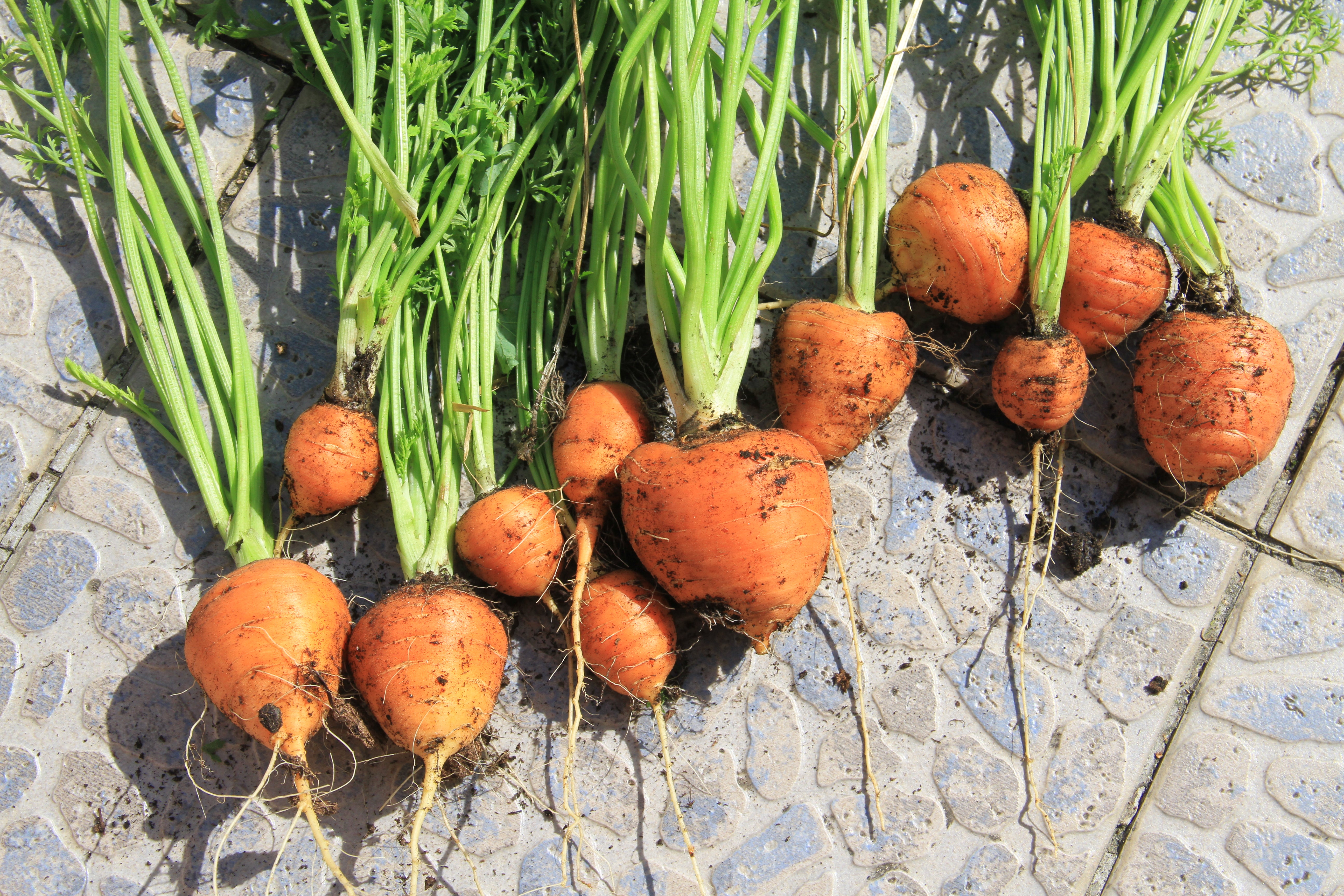 Carrot - Parijse Markt - 5 g