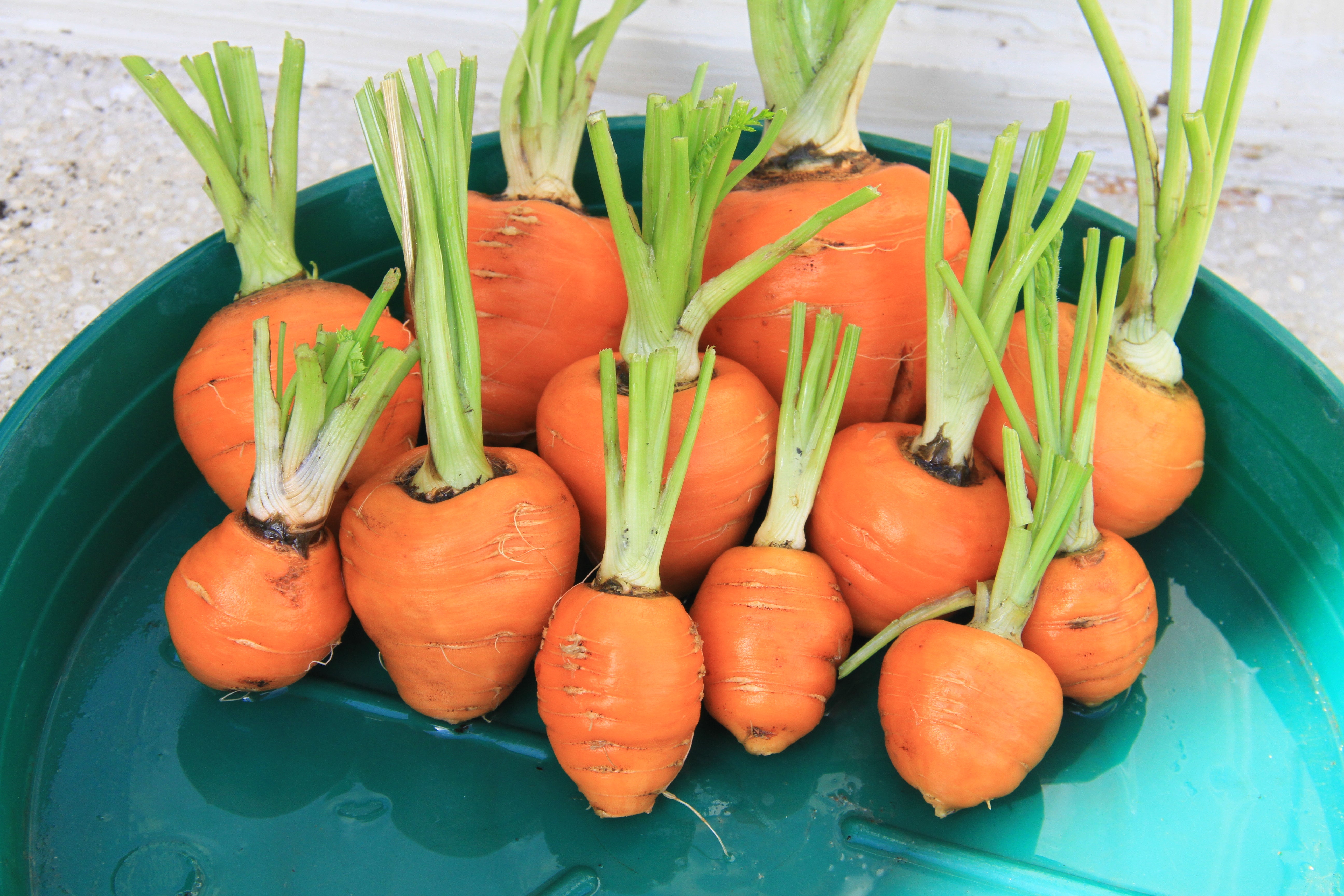 Carrot - Parijse Markt - 5 g