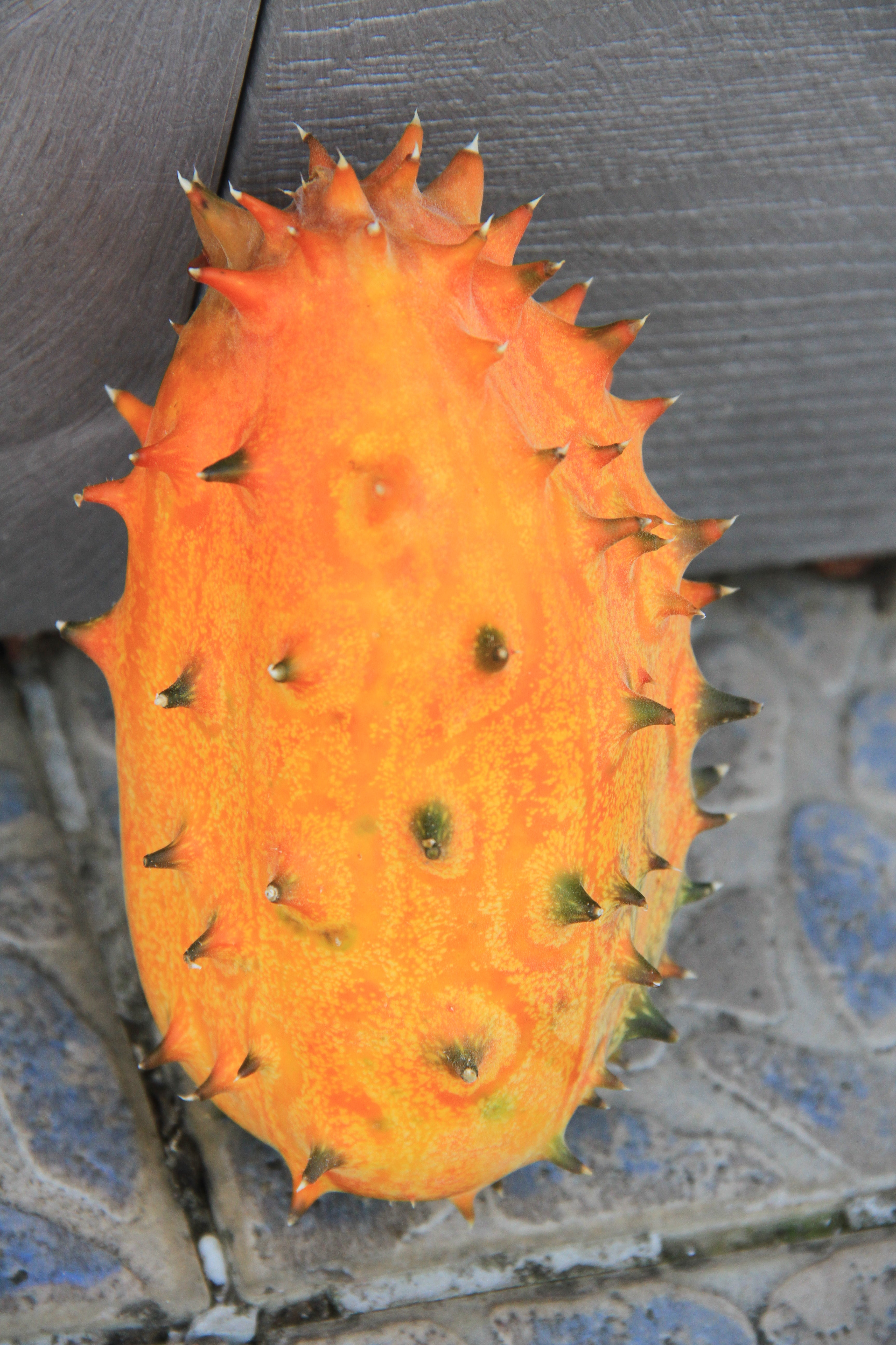 Kiwano - 10 Zaden