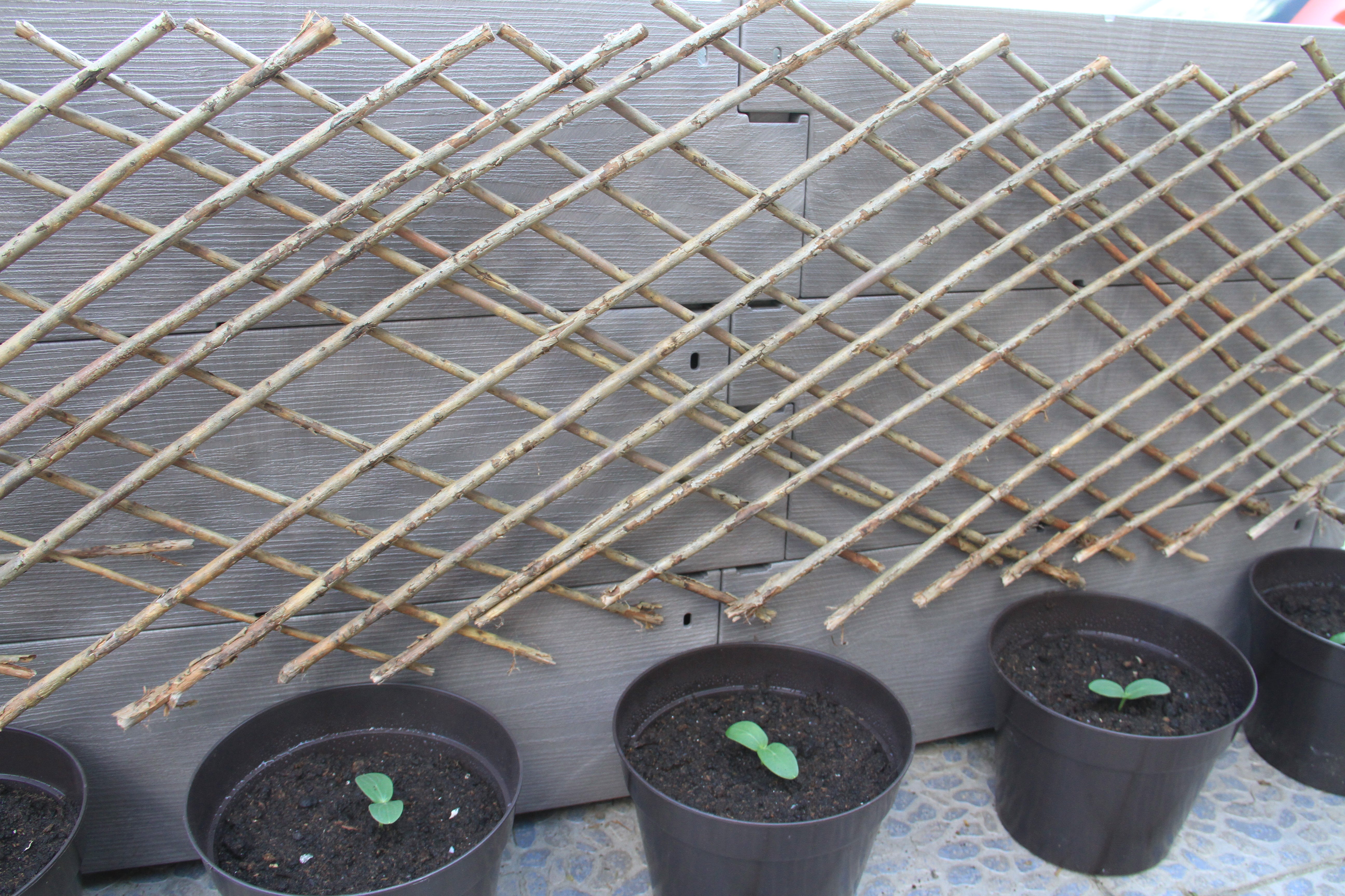 Snackgurke - Kalimero F1 - 6 Samen