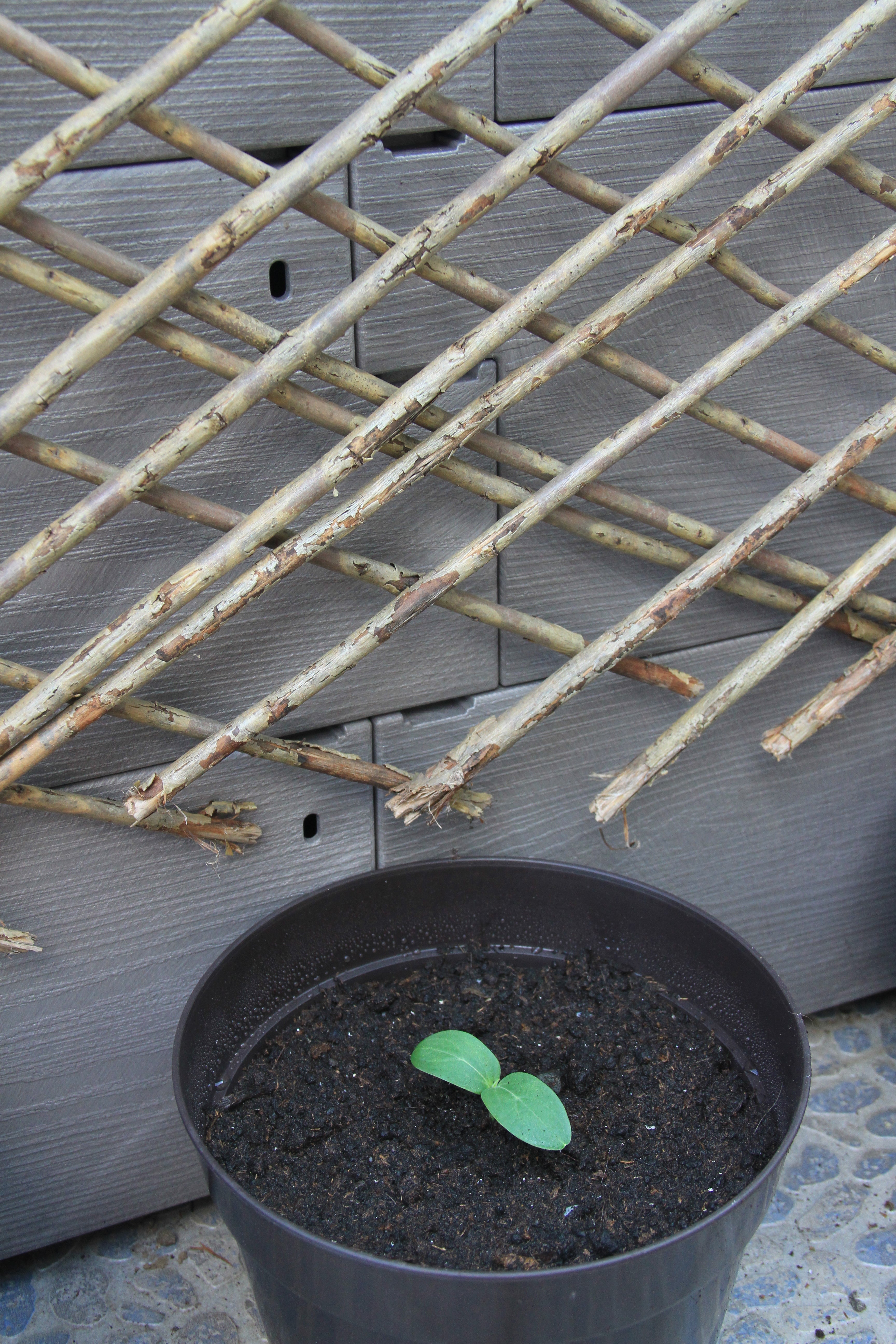 Snackgurke - Kalimero F1 - 6 Samen