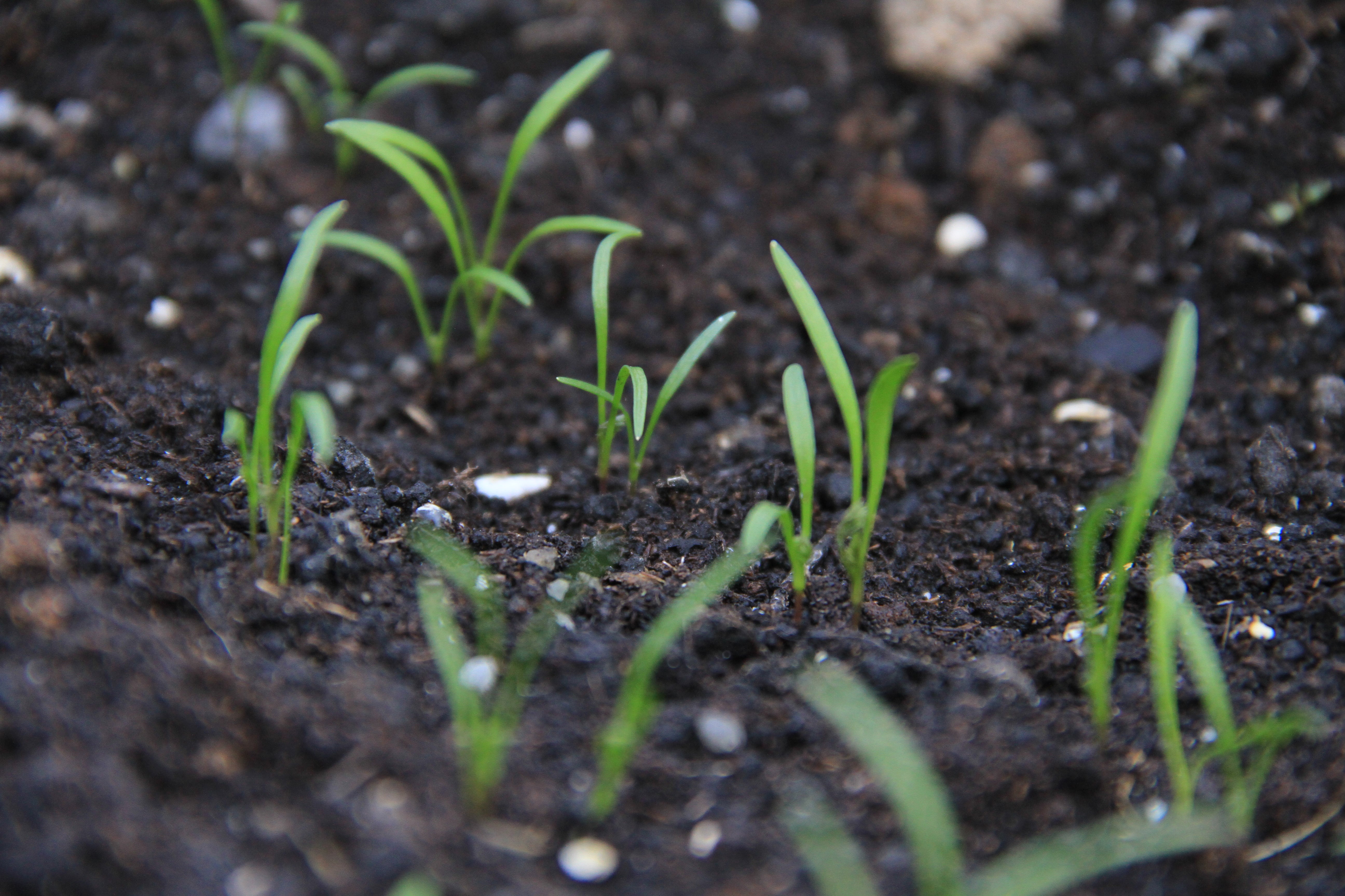 Carrot - Parijse Markt - 5 g