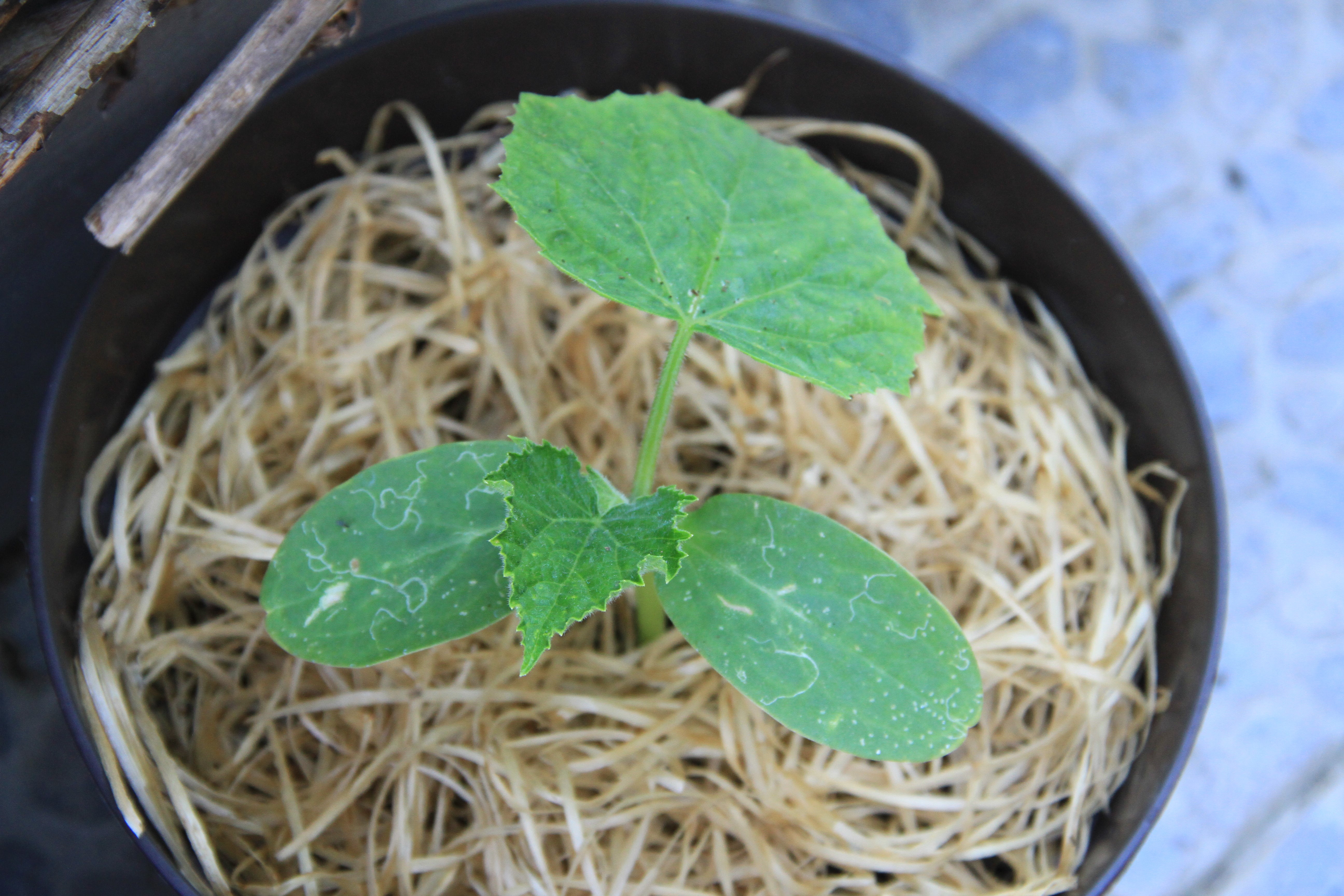 Snackgurke - Kalimero F1 - 6 Samen