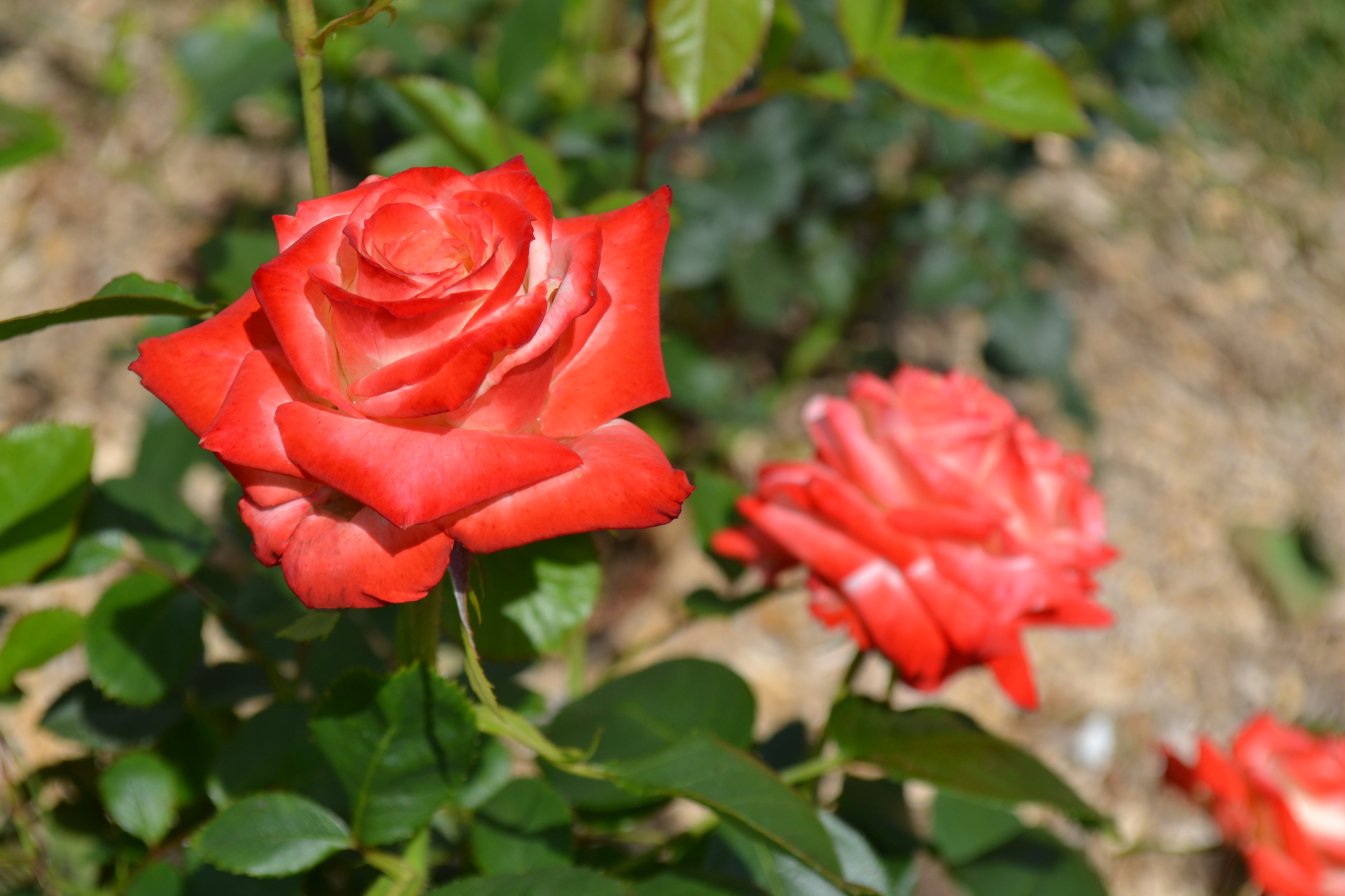 Edelrose – Impératrice Farah®
