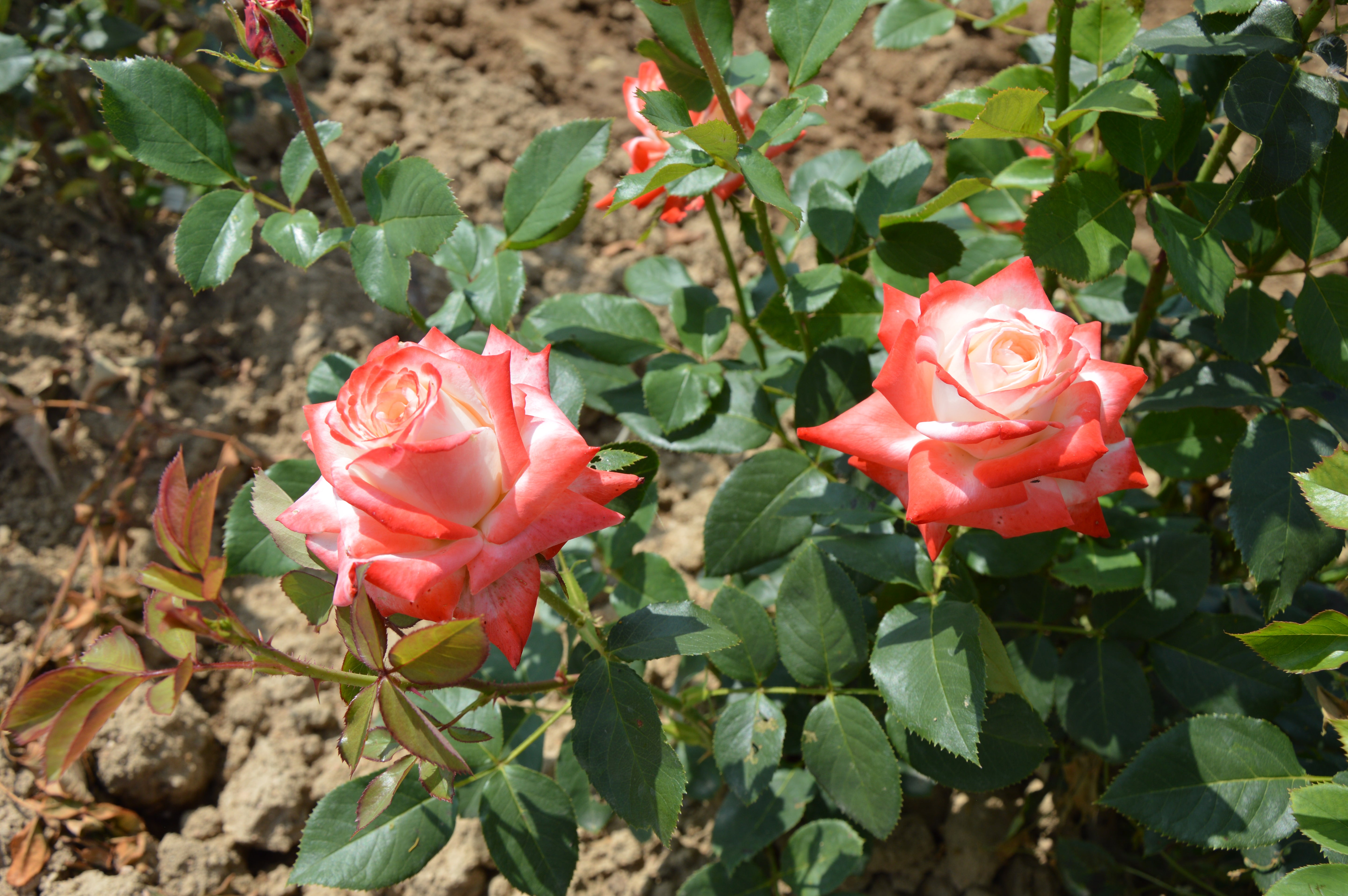 Edelrose – Impératrice Farah®