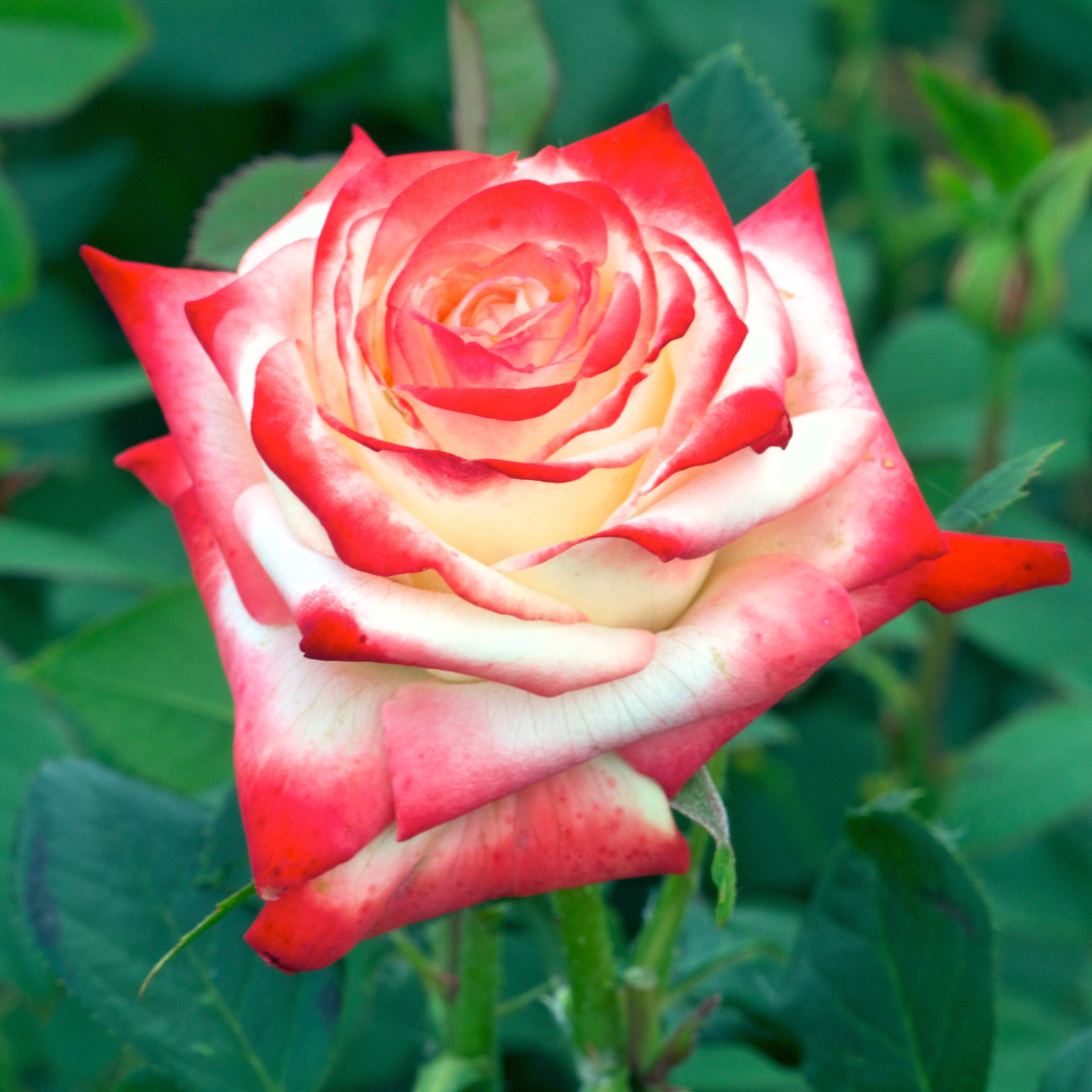 Edelrose – Impératrice Farah®