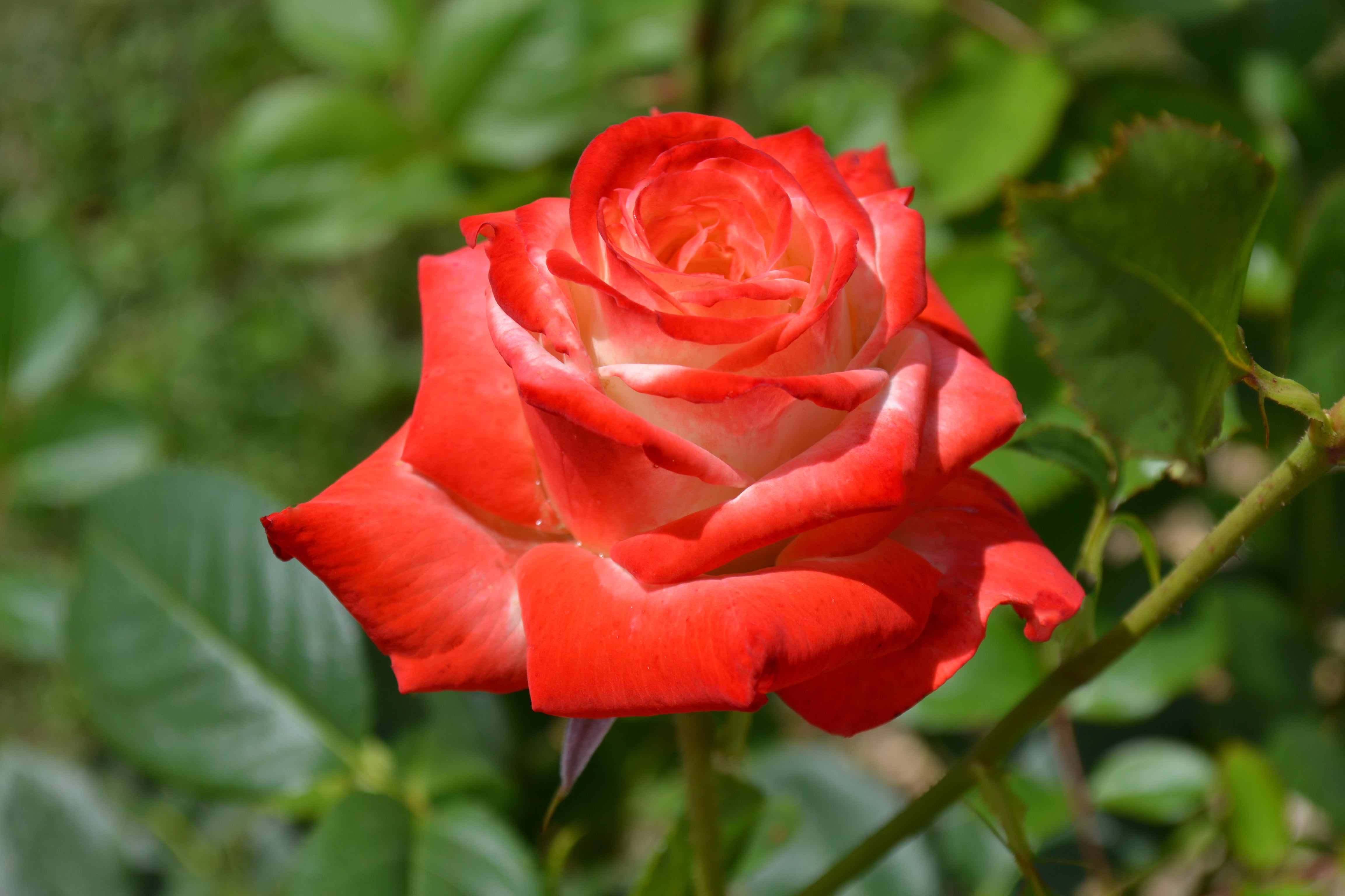 Edelrose – Impératrice Farah®