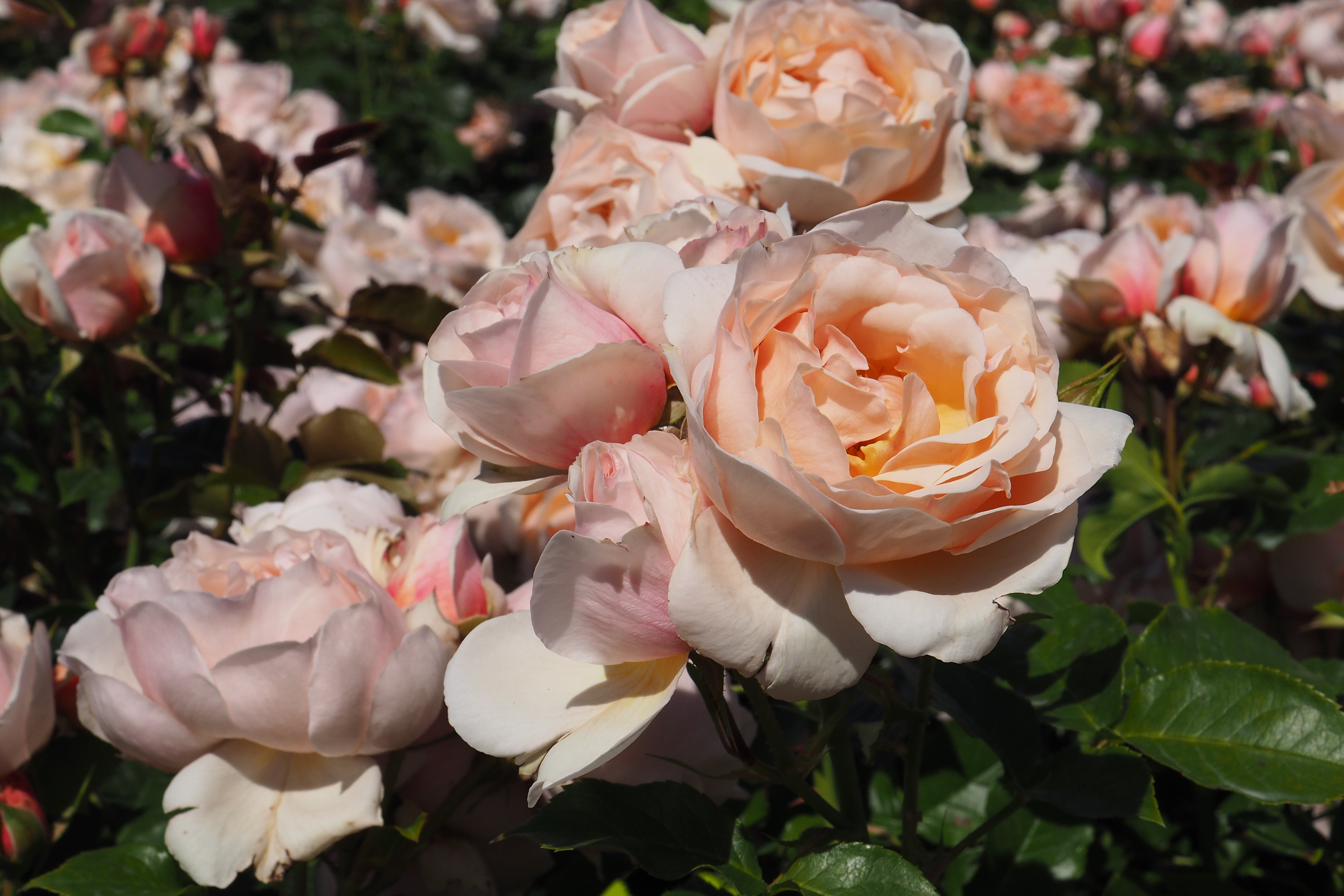 Floribunda Rose - Jardin des Tuileries®