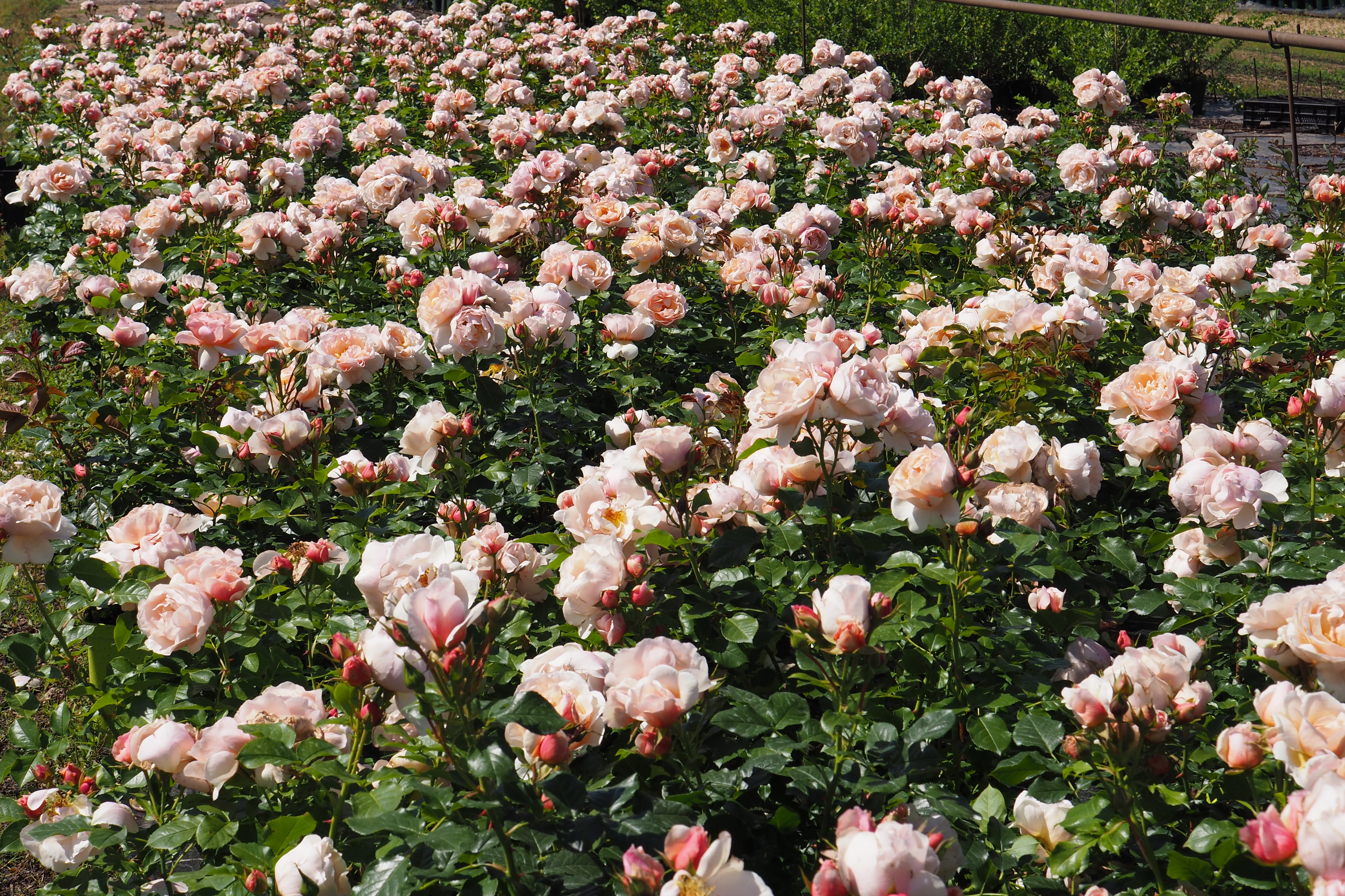 Floribunda Rose - Jardin des Tuileries®