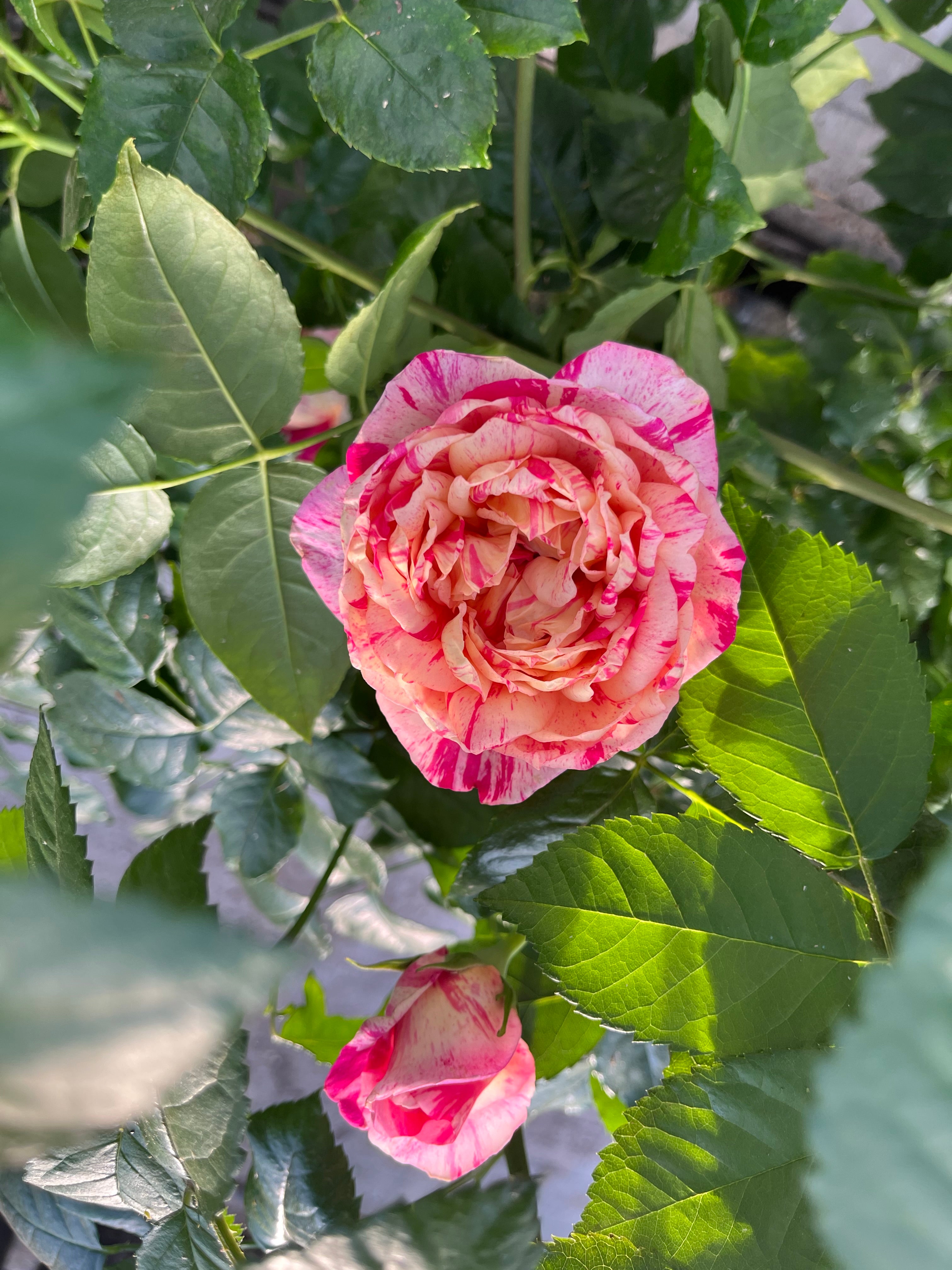 Rosier Grimpant - Julie Andrieu®
