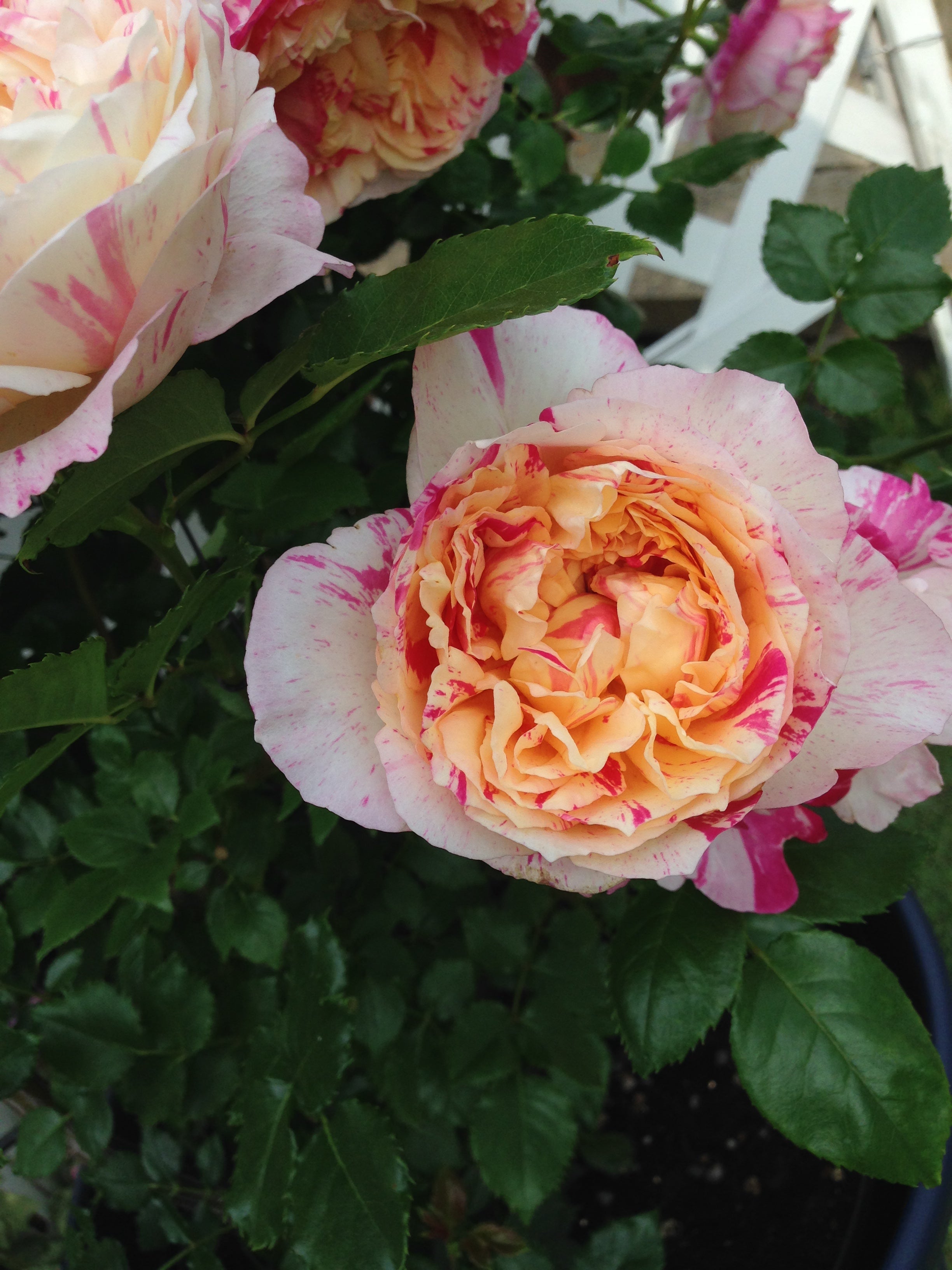 Rosier Grimpant - Julie Andrieu®