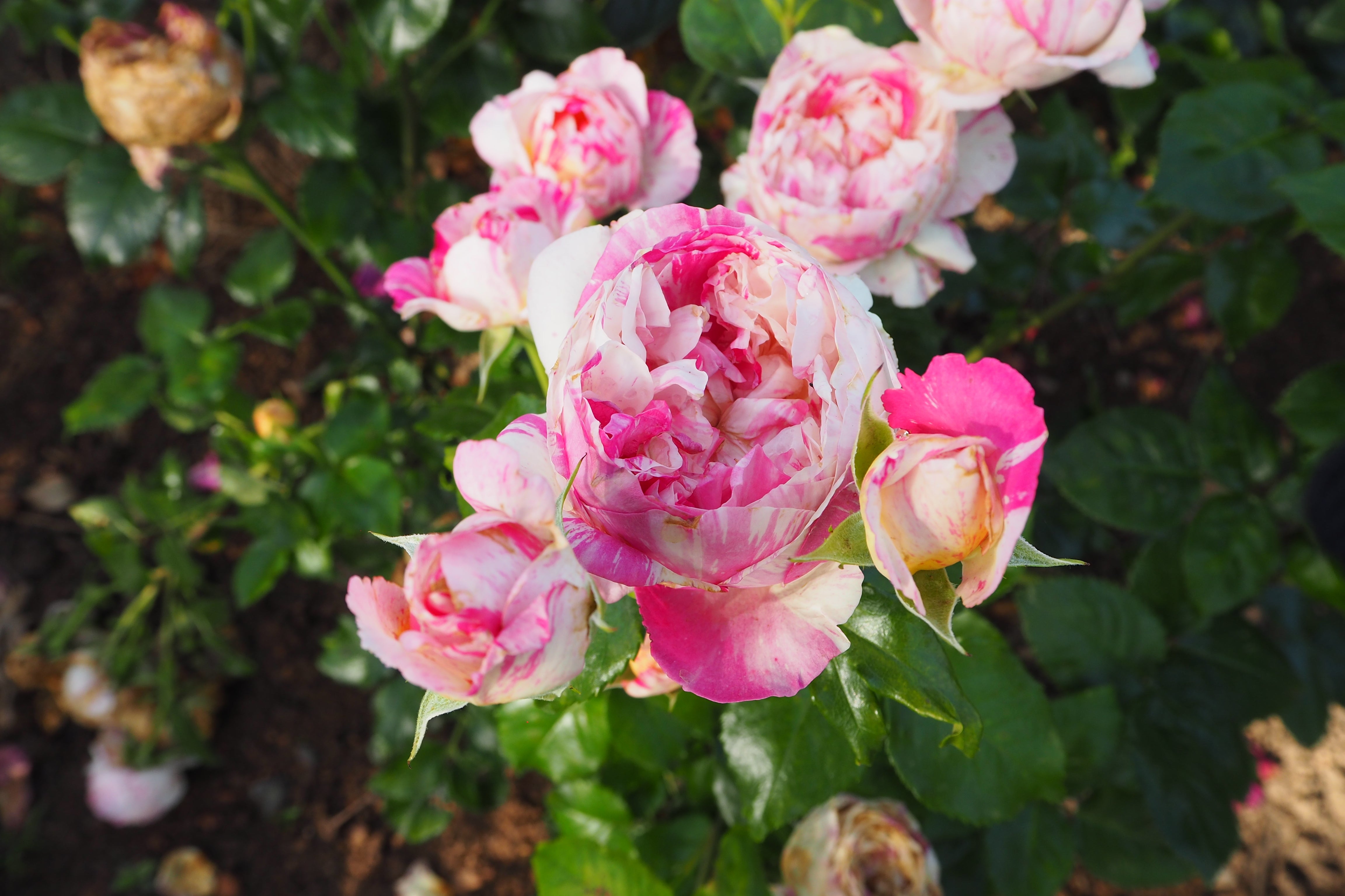 Rosier Grimpant - Julie Andrieu®
