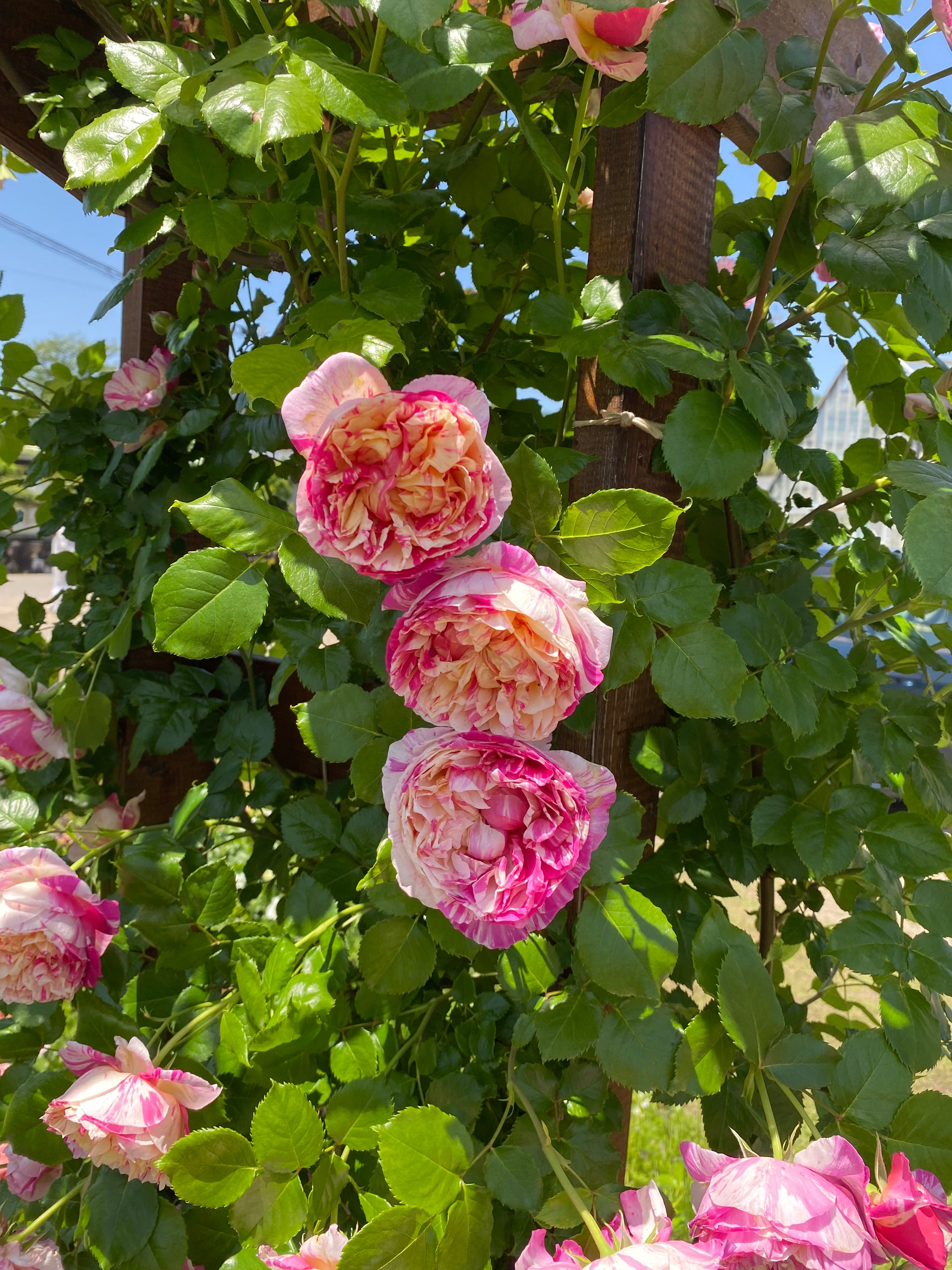 Rosier Grimpant - Julie Andrieu®
