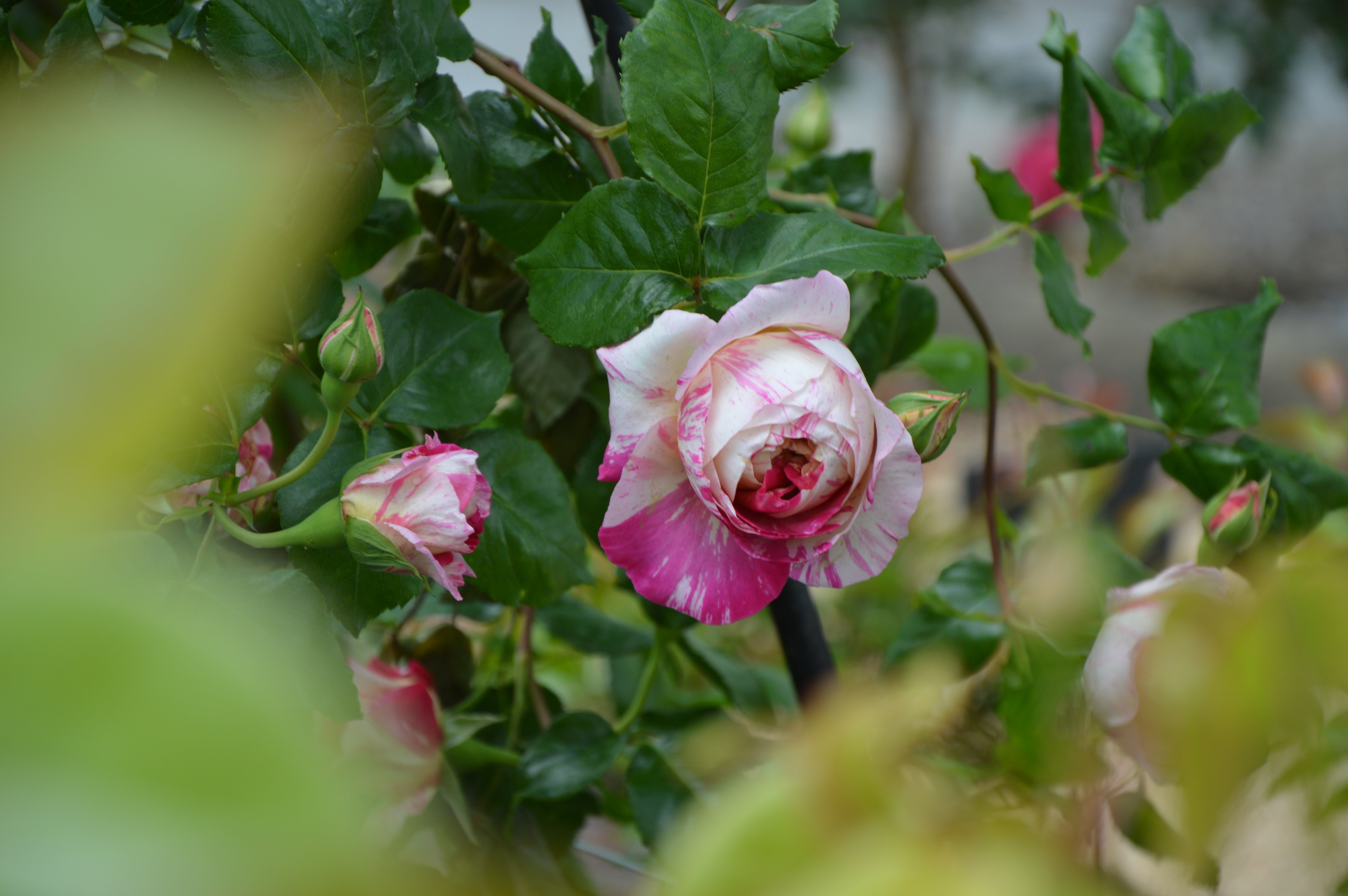 Rosier Grimpant - Julie Andrieu®