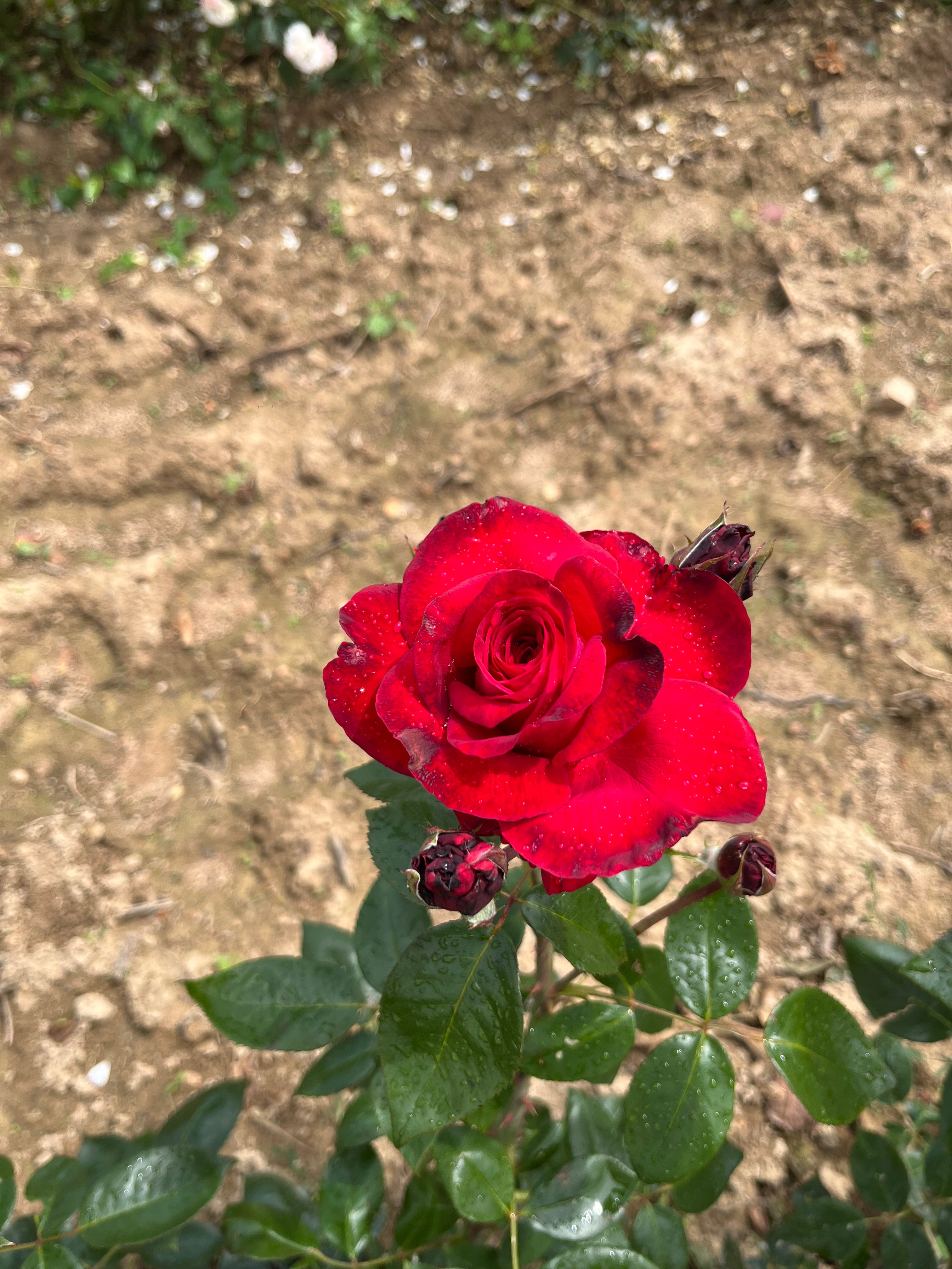 Edelrose - La Rose Monsieur®