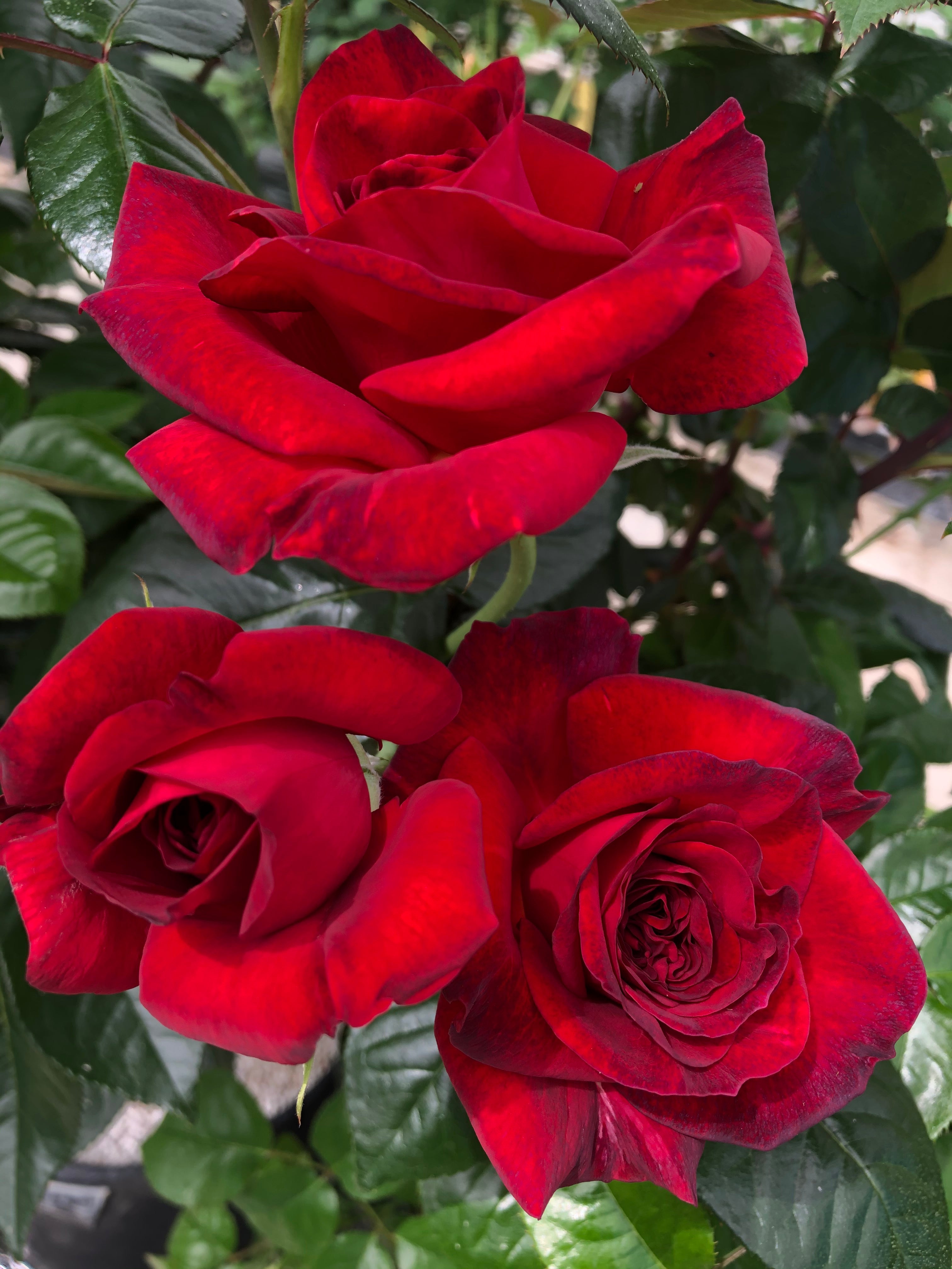 Edelrose - La Rose Monsieur®