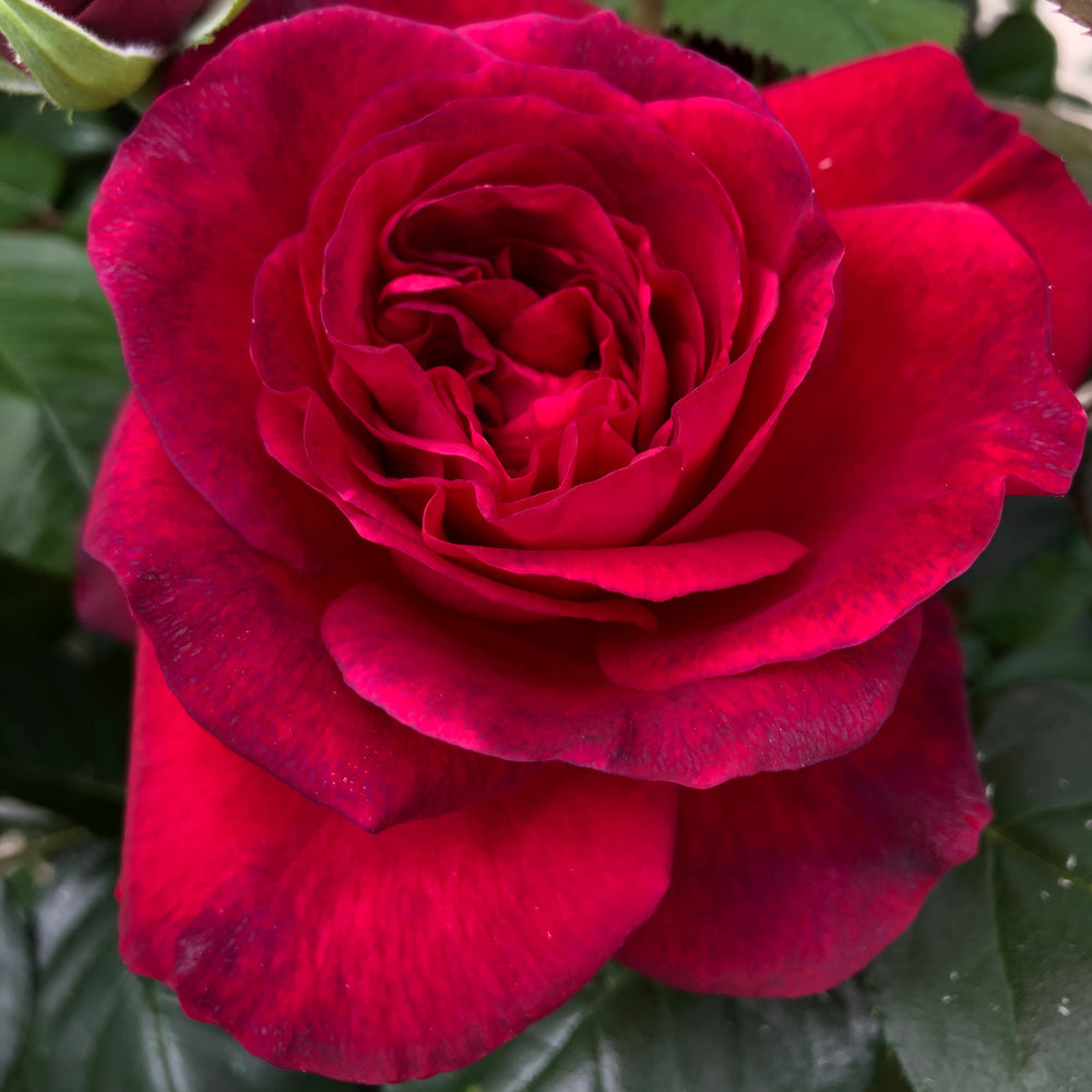 Roses