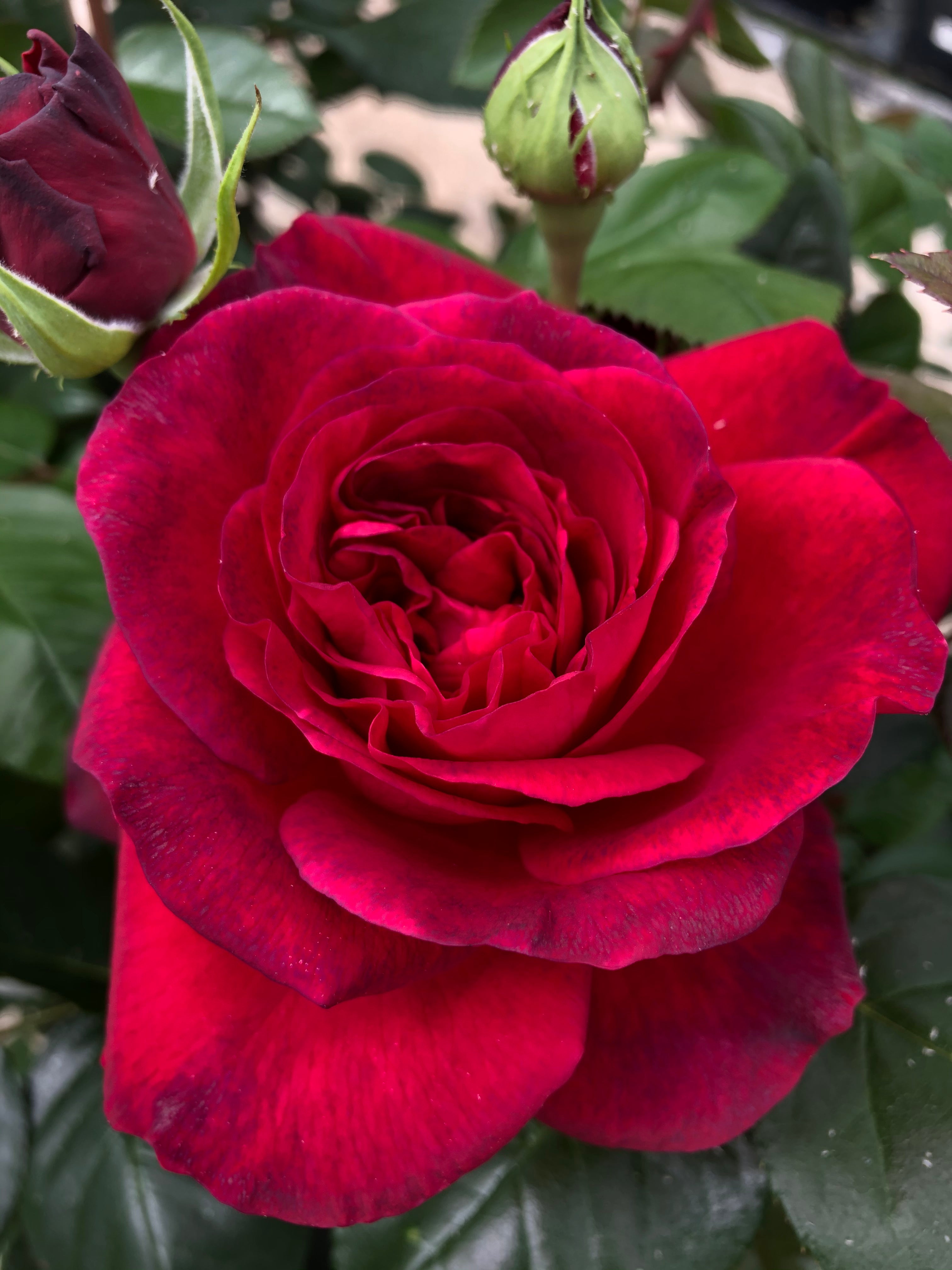 Edelrose - La Rose Monsieur®