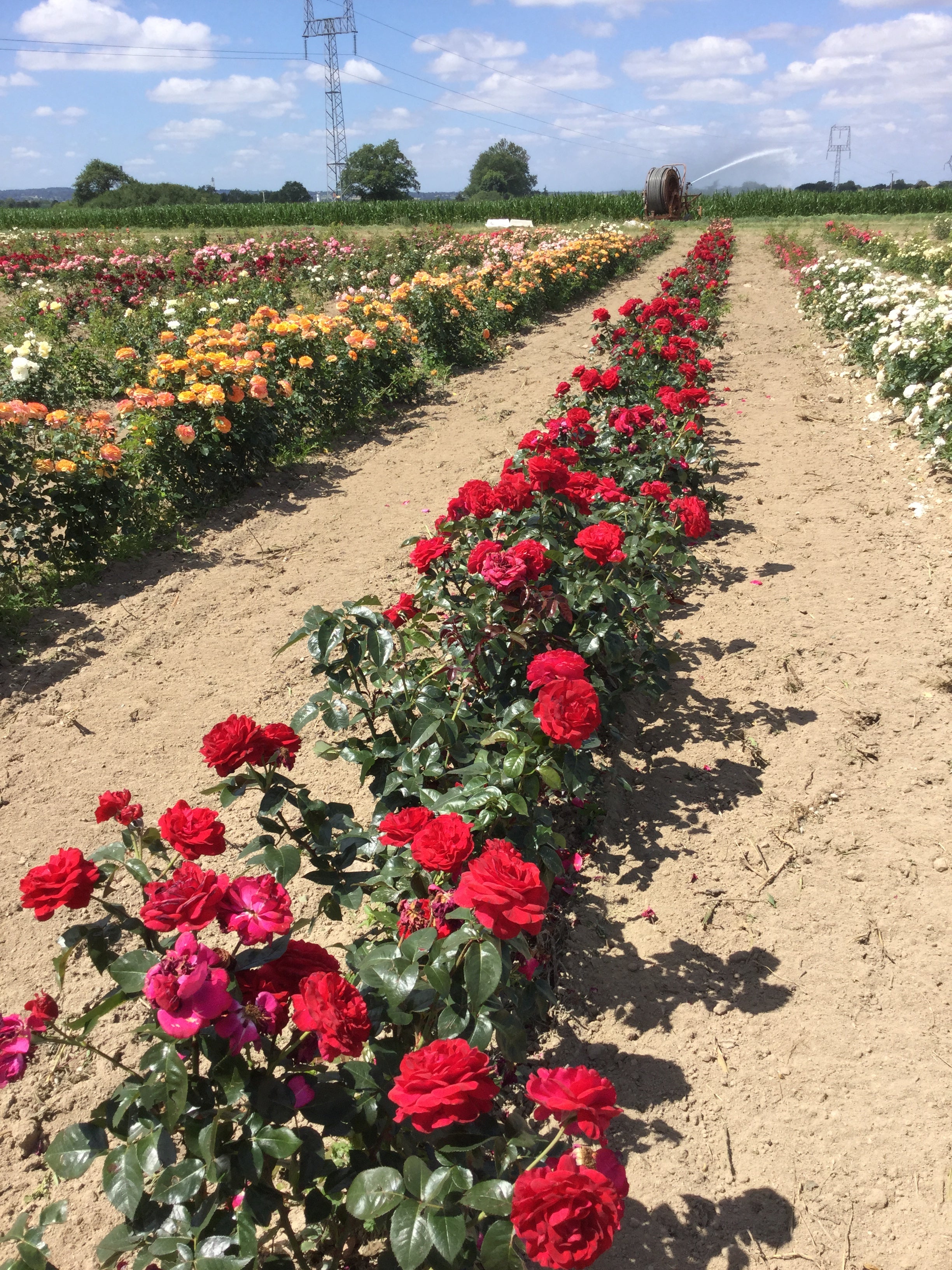Edelrose - La Rose Monsieur®