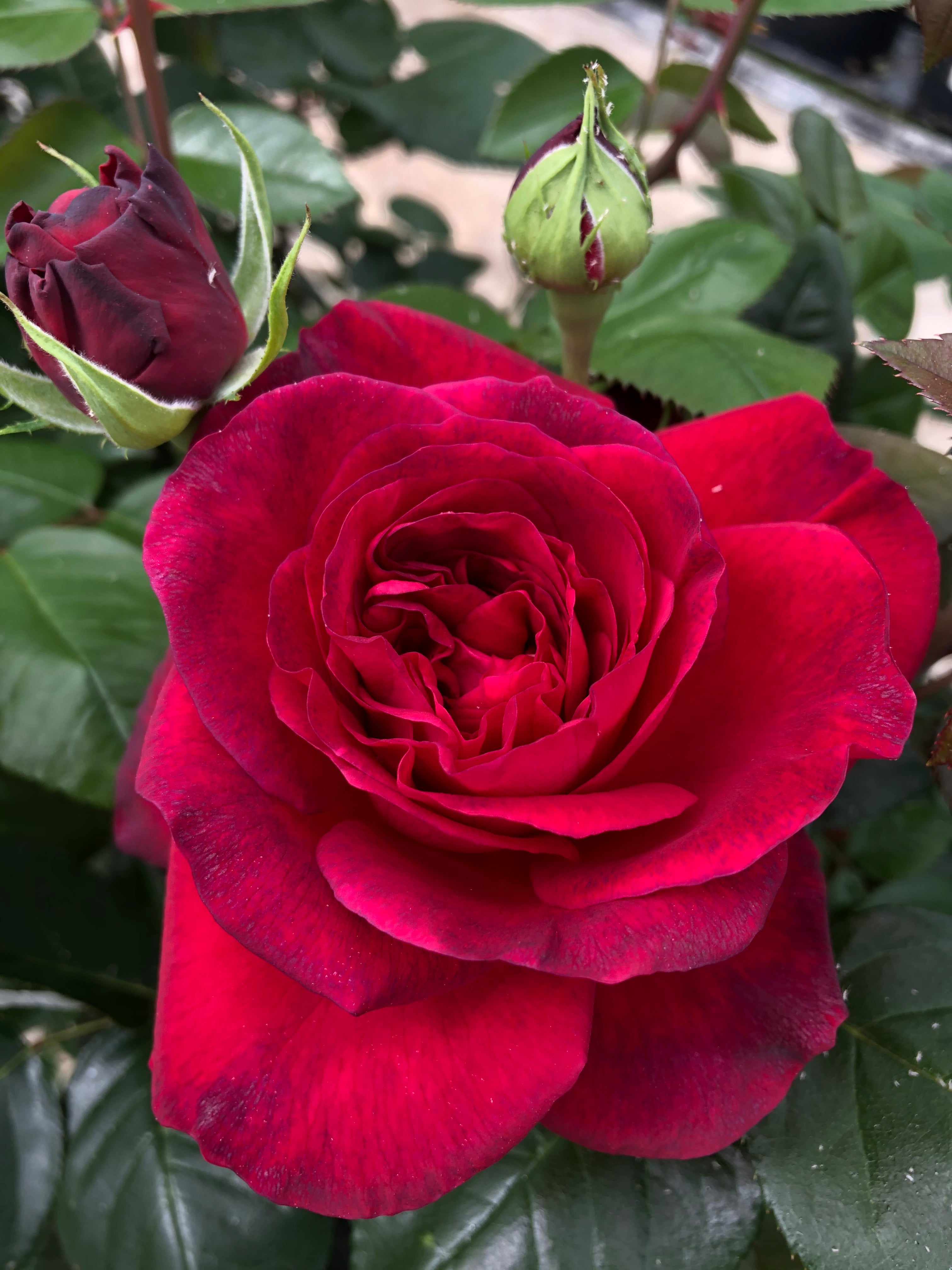 Edelrose - La Rose Monsieur®