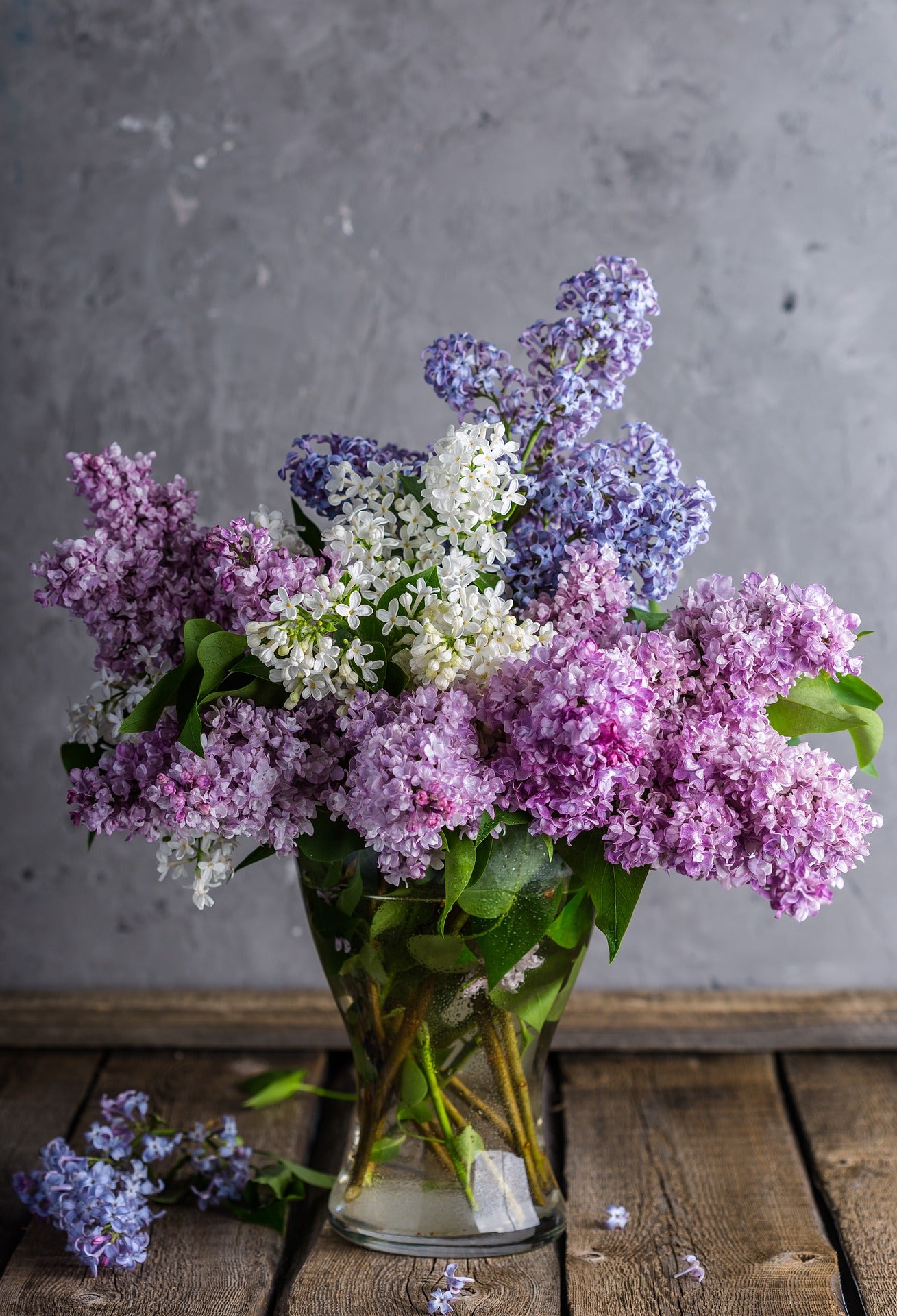 Lilac - Mme Lemoine -2