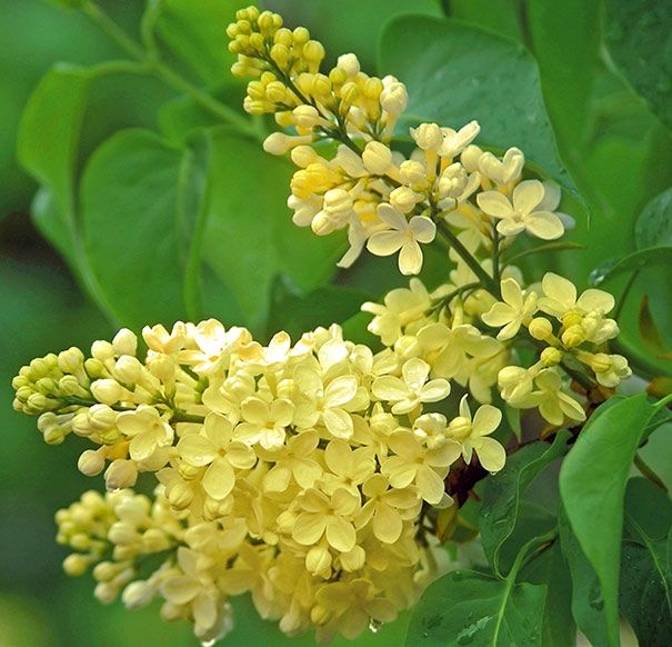 <strong>Perennials</strong>