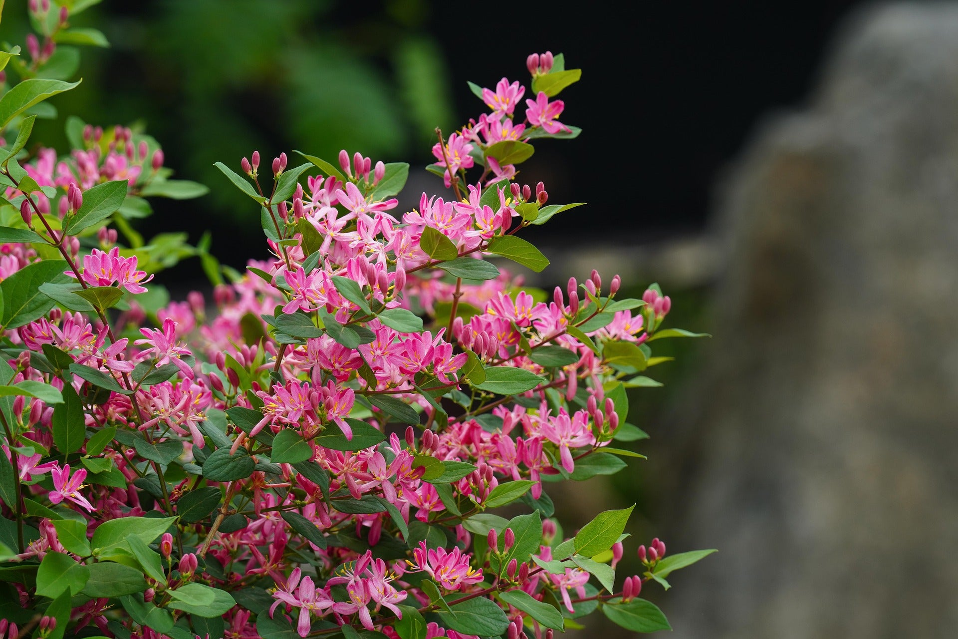 Kamperfoelie - Belgica - 2L