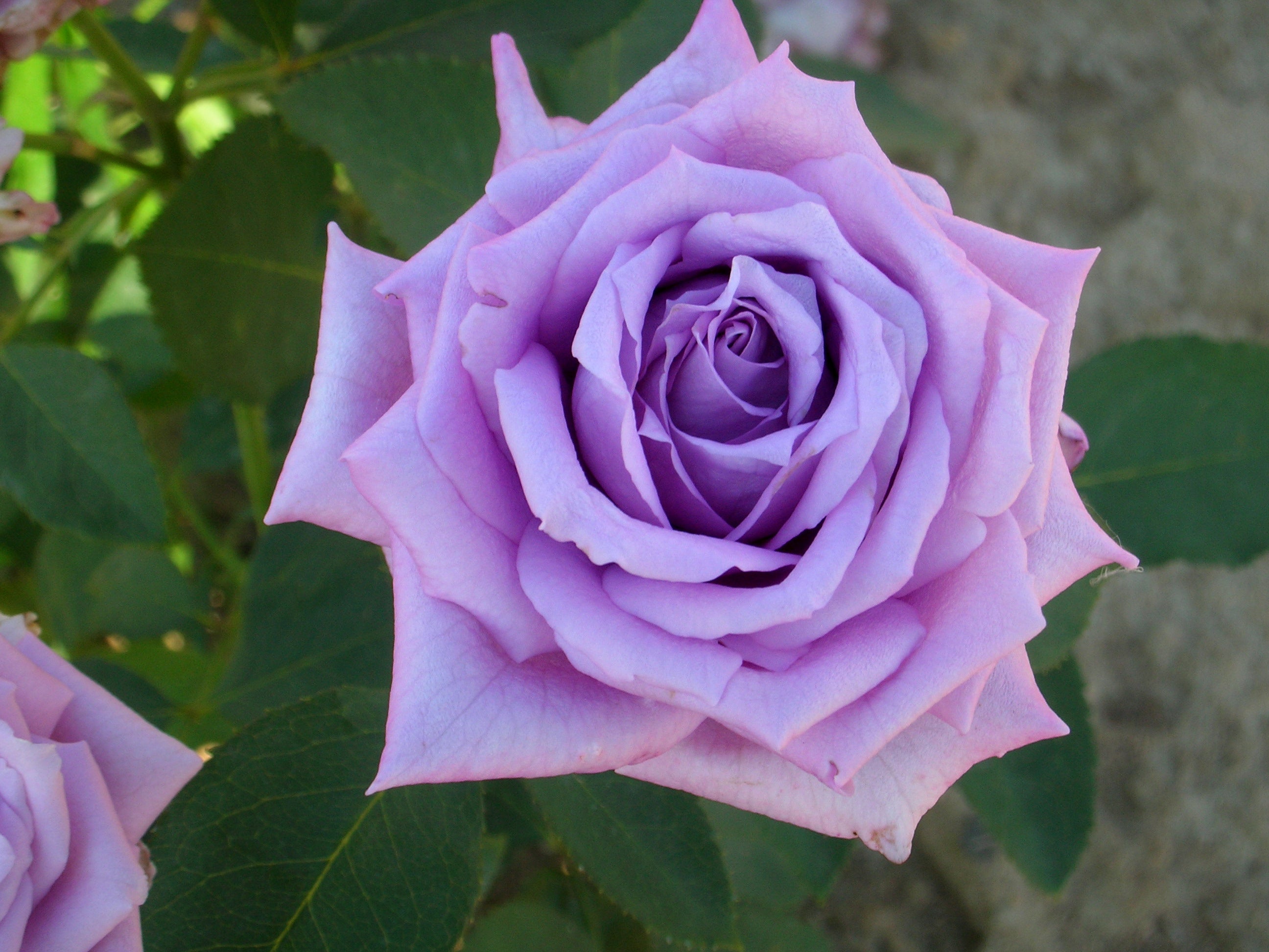 Edelrose – Mamy Blue®