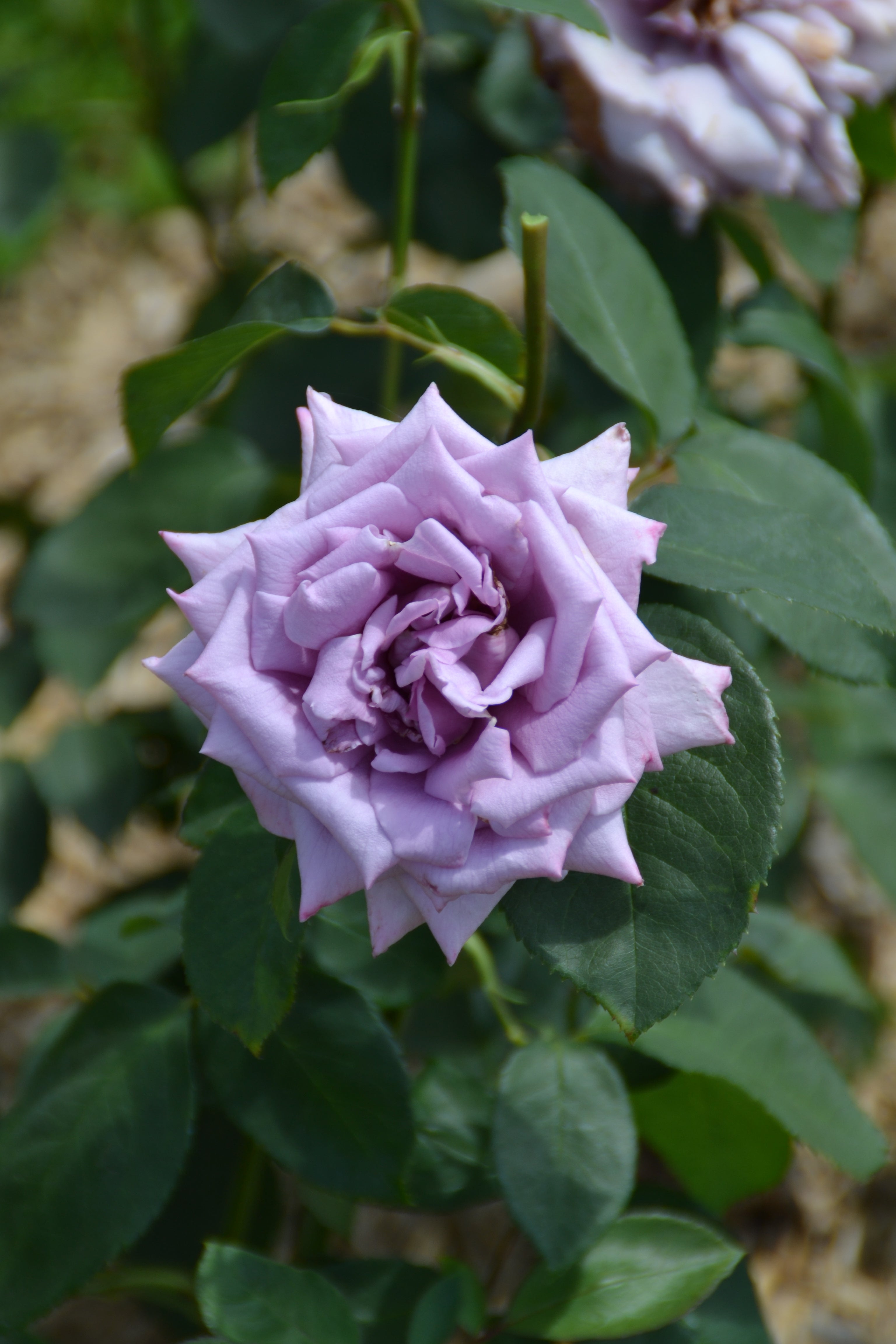 Edelrose – Mamy Blue®