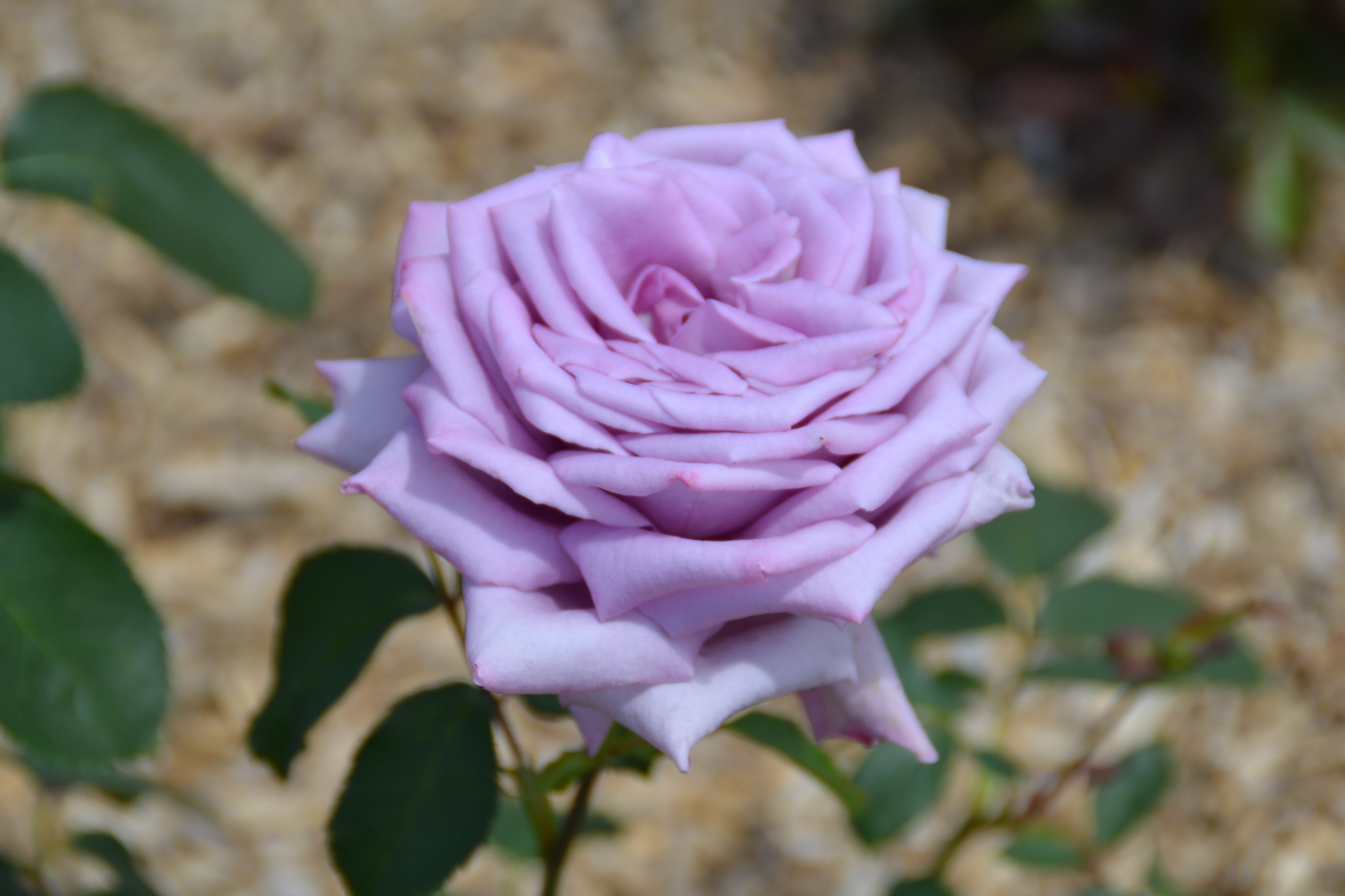 Edelrose – Mamy Blue®