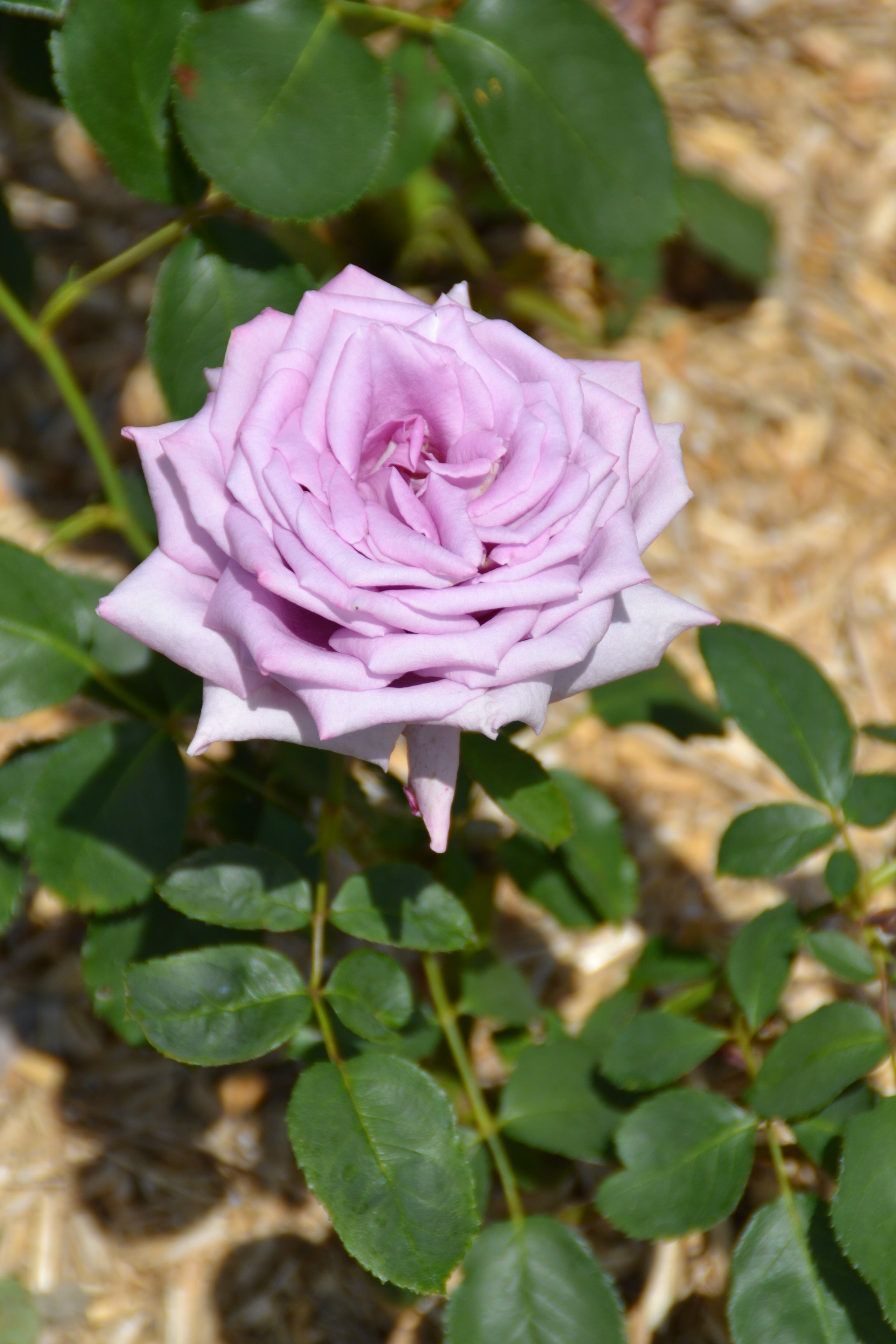 Edelrose – Mamy Blue®