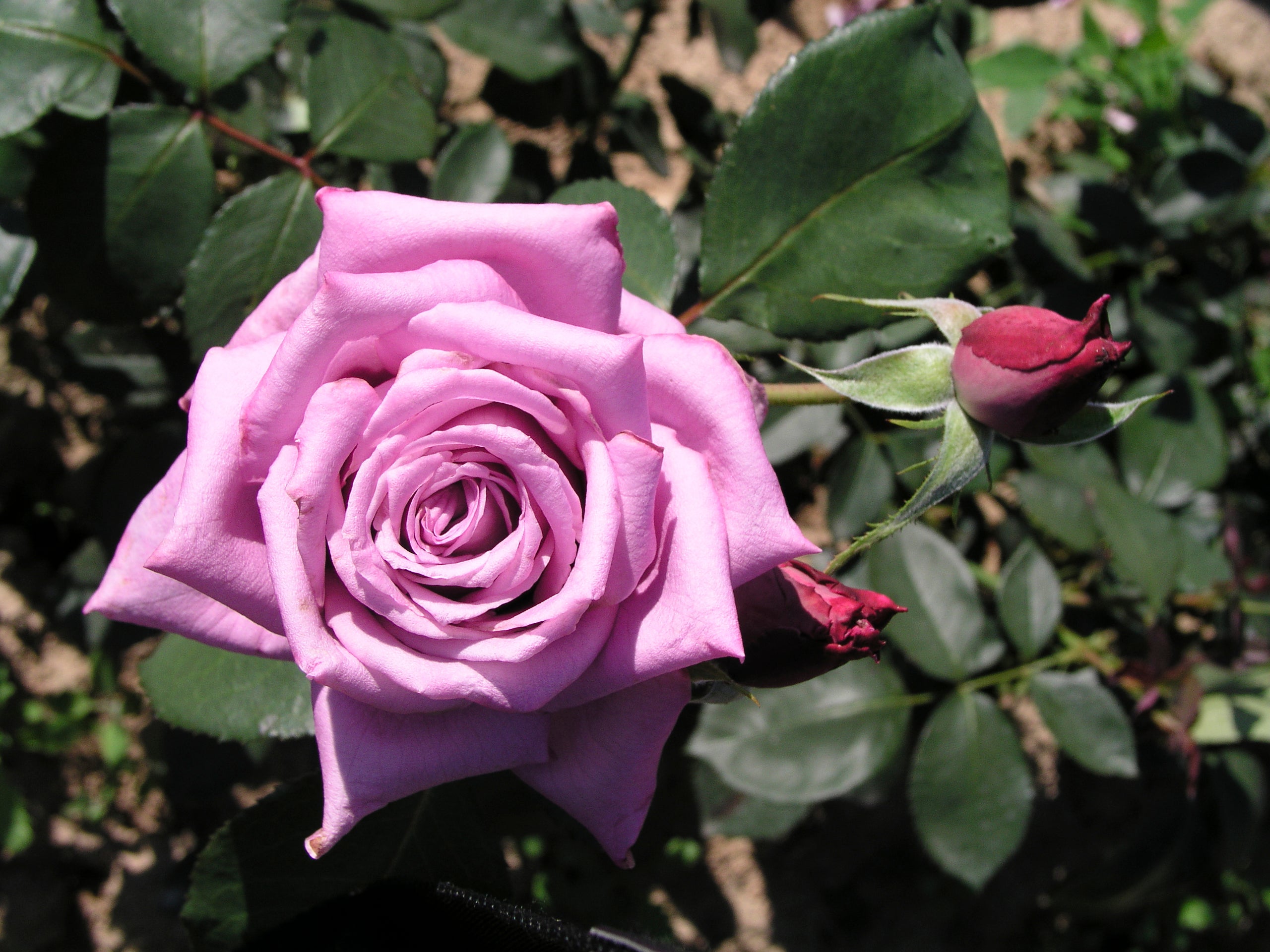 Edelrose – Mamy Blue®