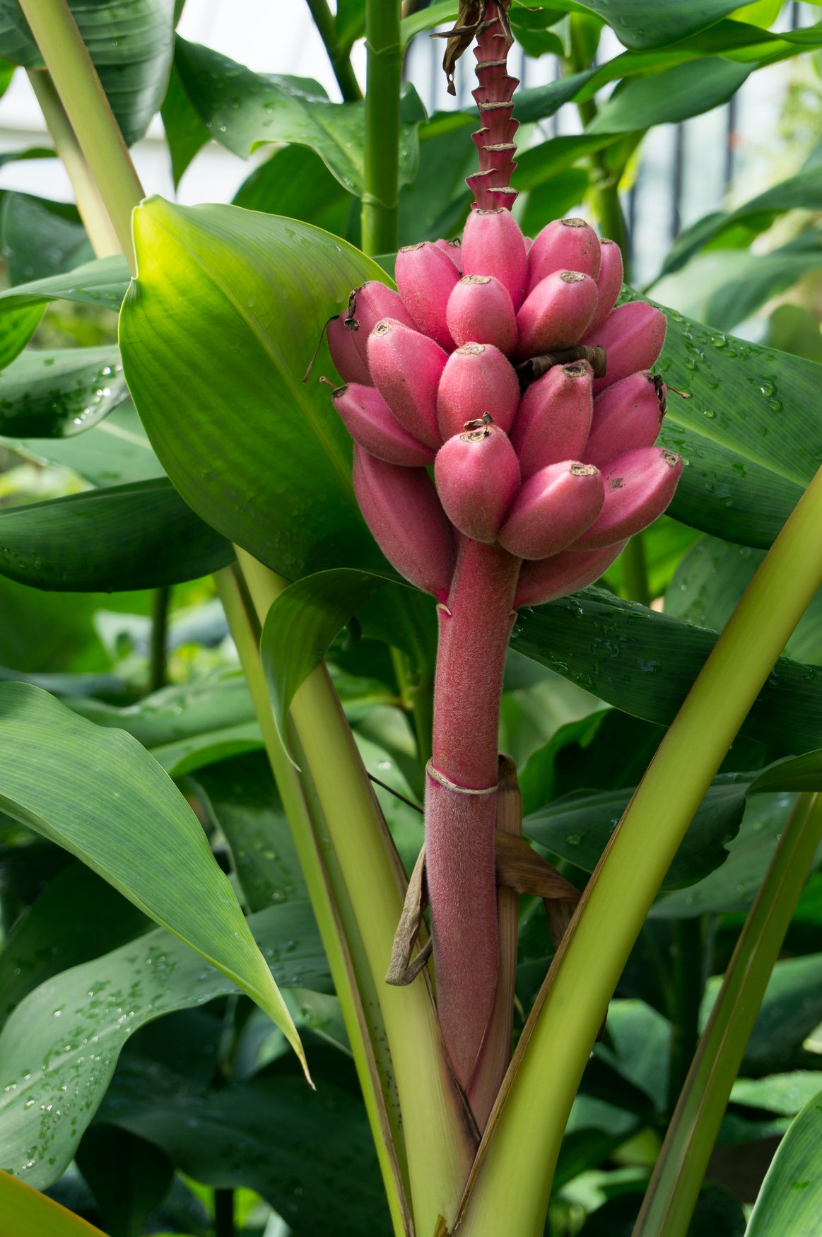 Petit Jardin - Banane Rose - 10-15 Graines