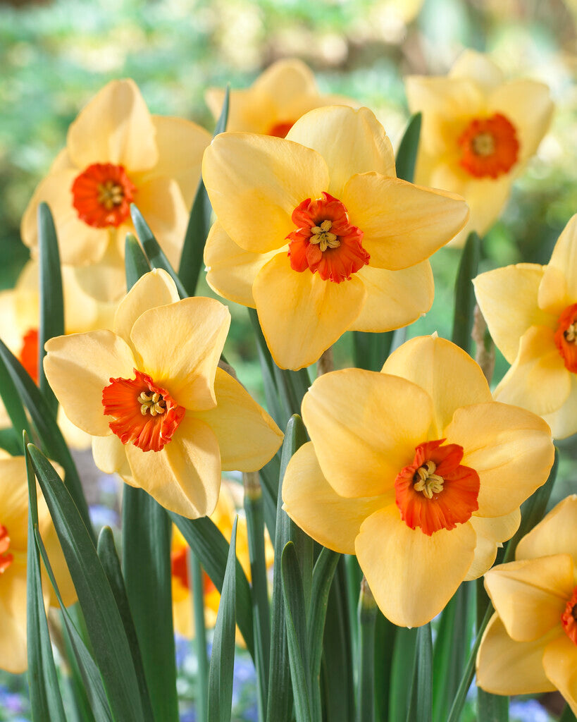 Narcis - Altruïst - 14/16