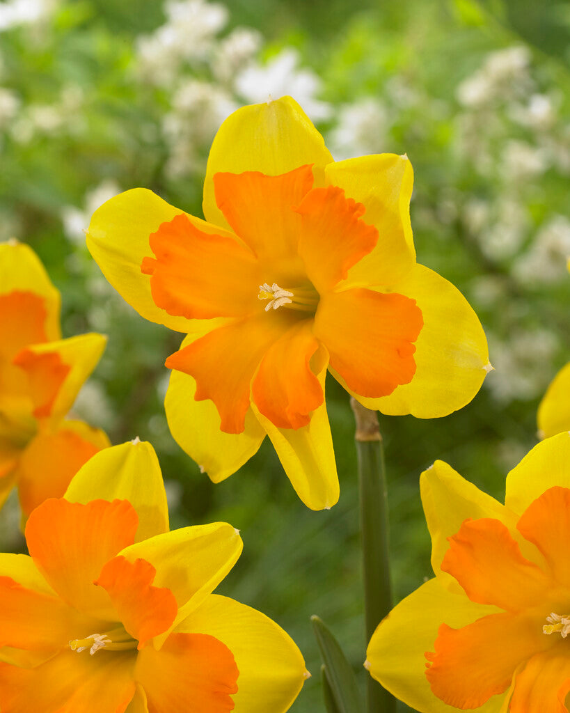 Narcis - Congres - 12/14