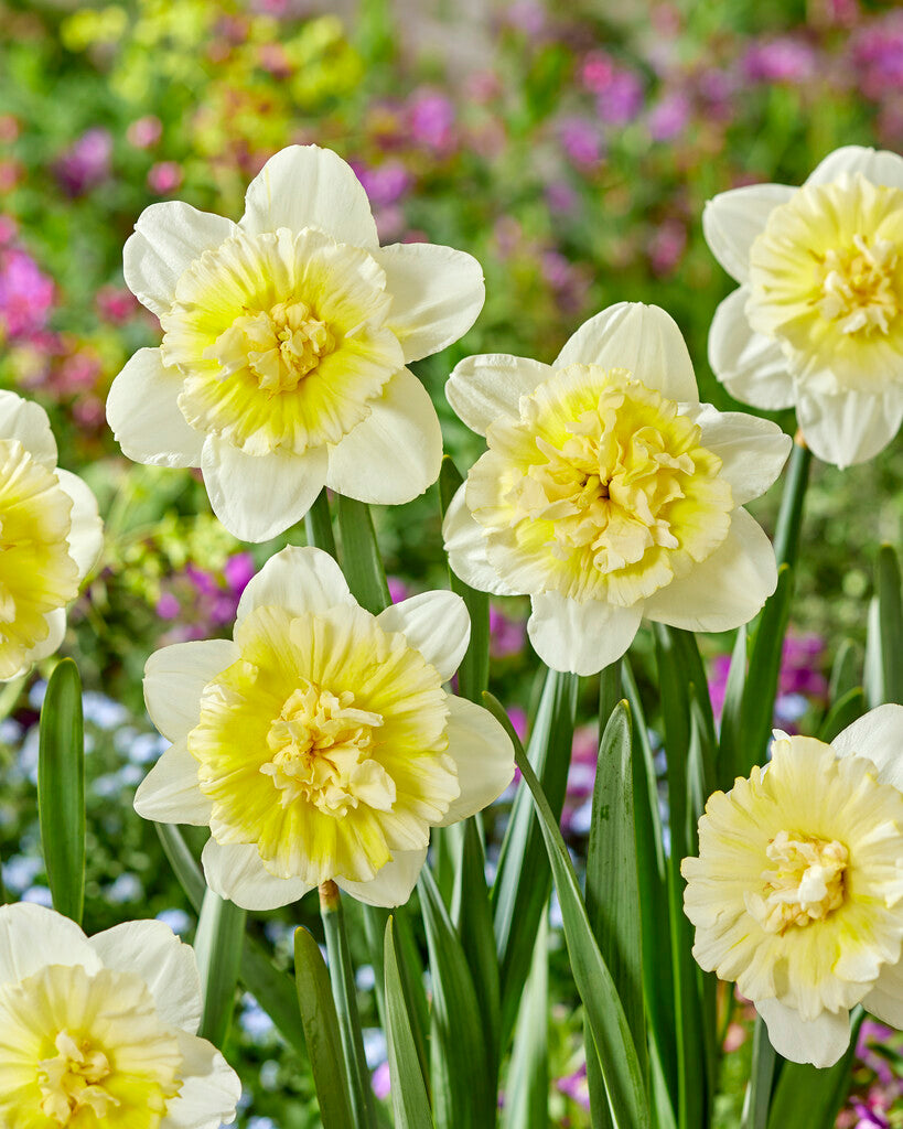 Narcis - IJs koning - 14/16