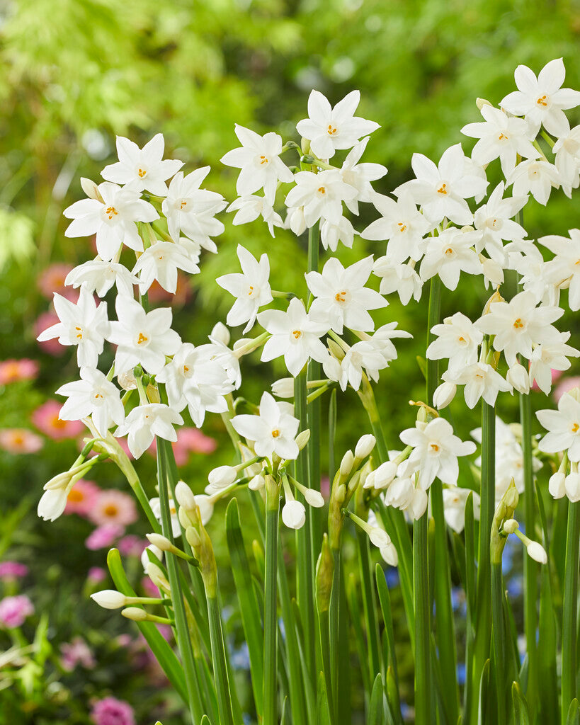 Narcis - Paperwhite - 16/18