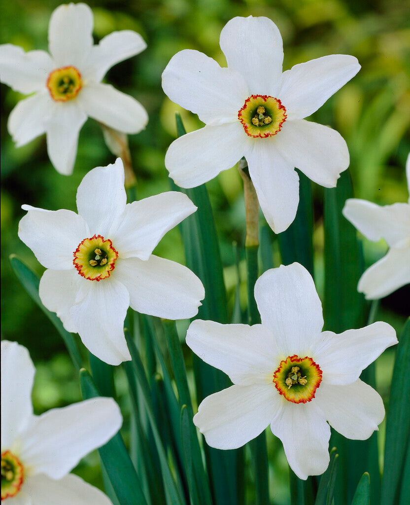 Narcis - Recurvus - 14/16