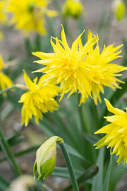 Narcis - Rip van Winkle - 12/14