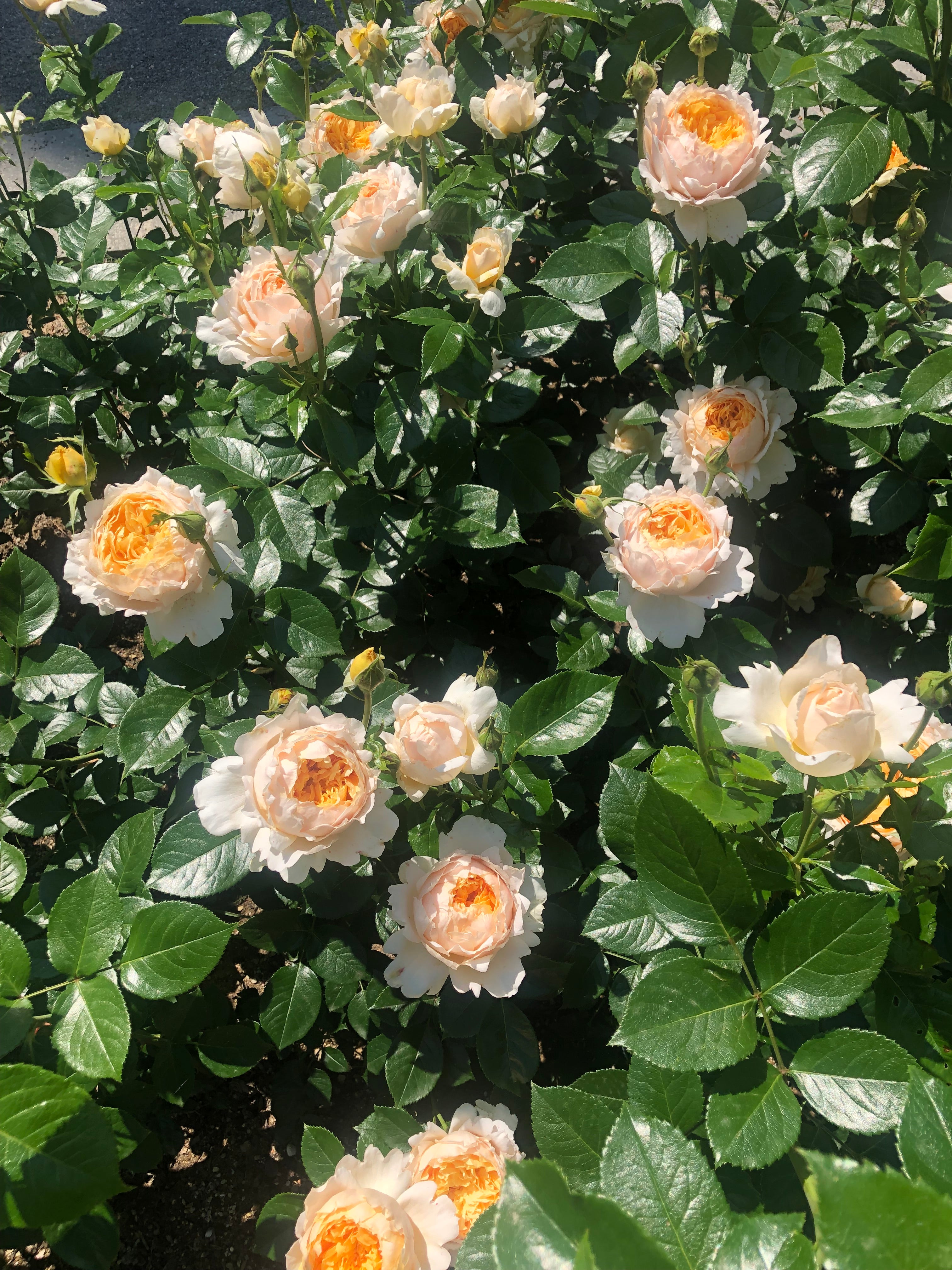 Floribunda Rose - Patrick Devedjian®